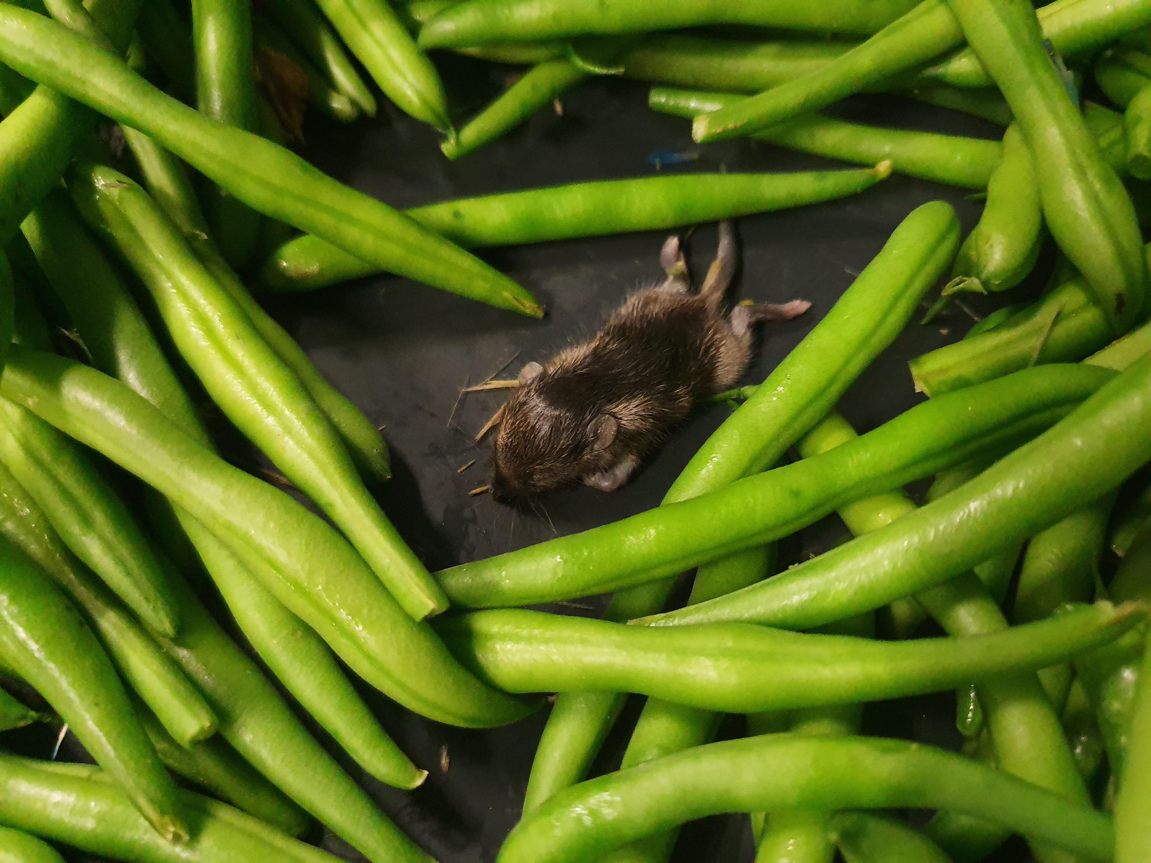 I found this dead mouse between the green beans in the supermarket r
