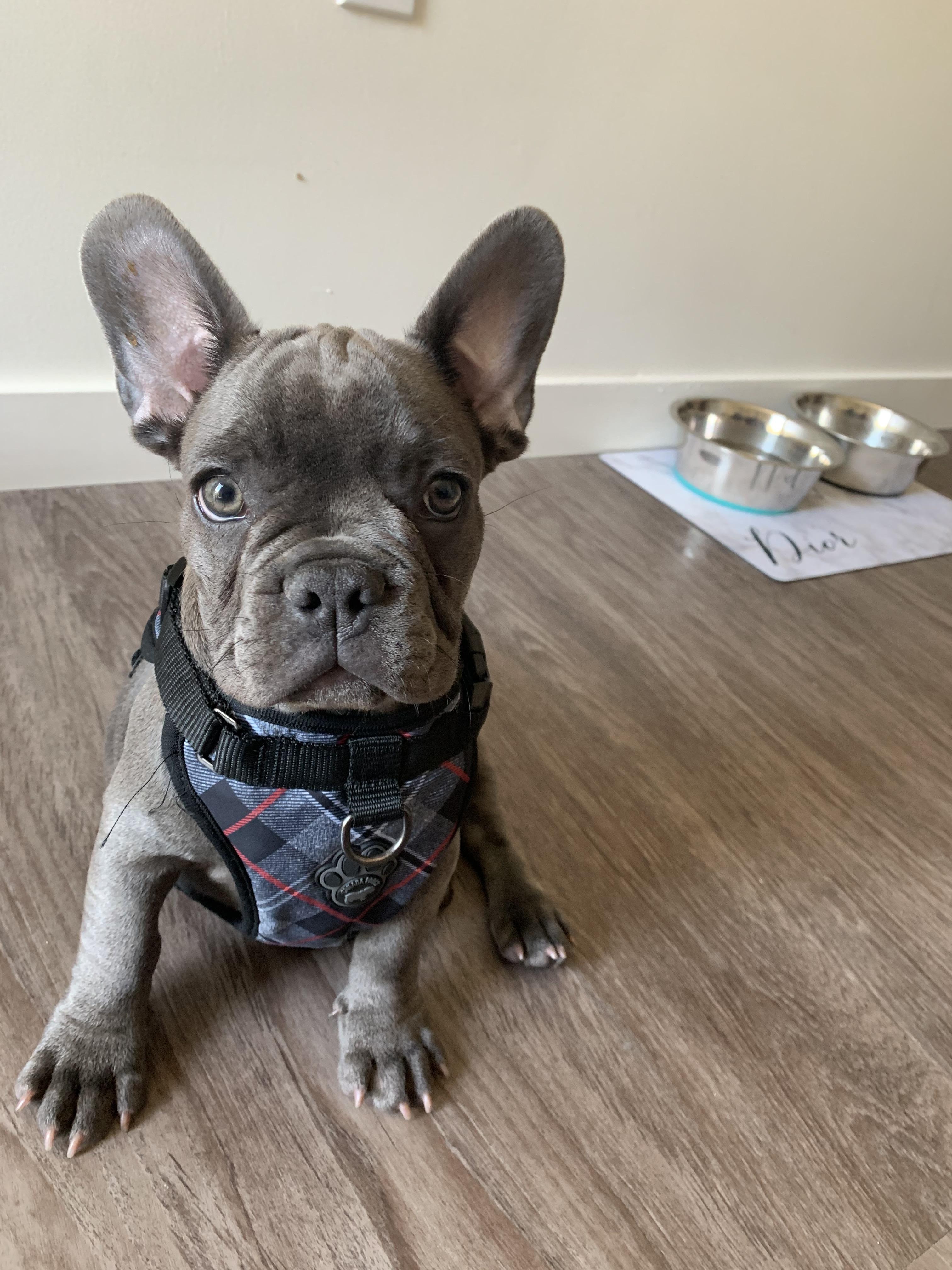 Hi all! New to this subreddit but this is my Frenchie puppy Dior! r