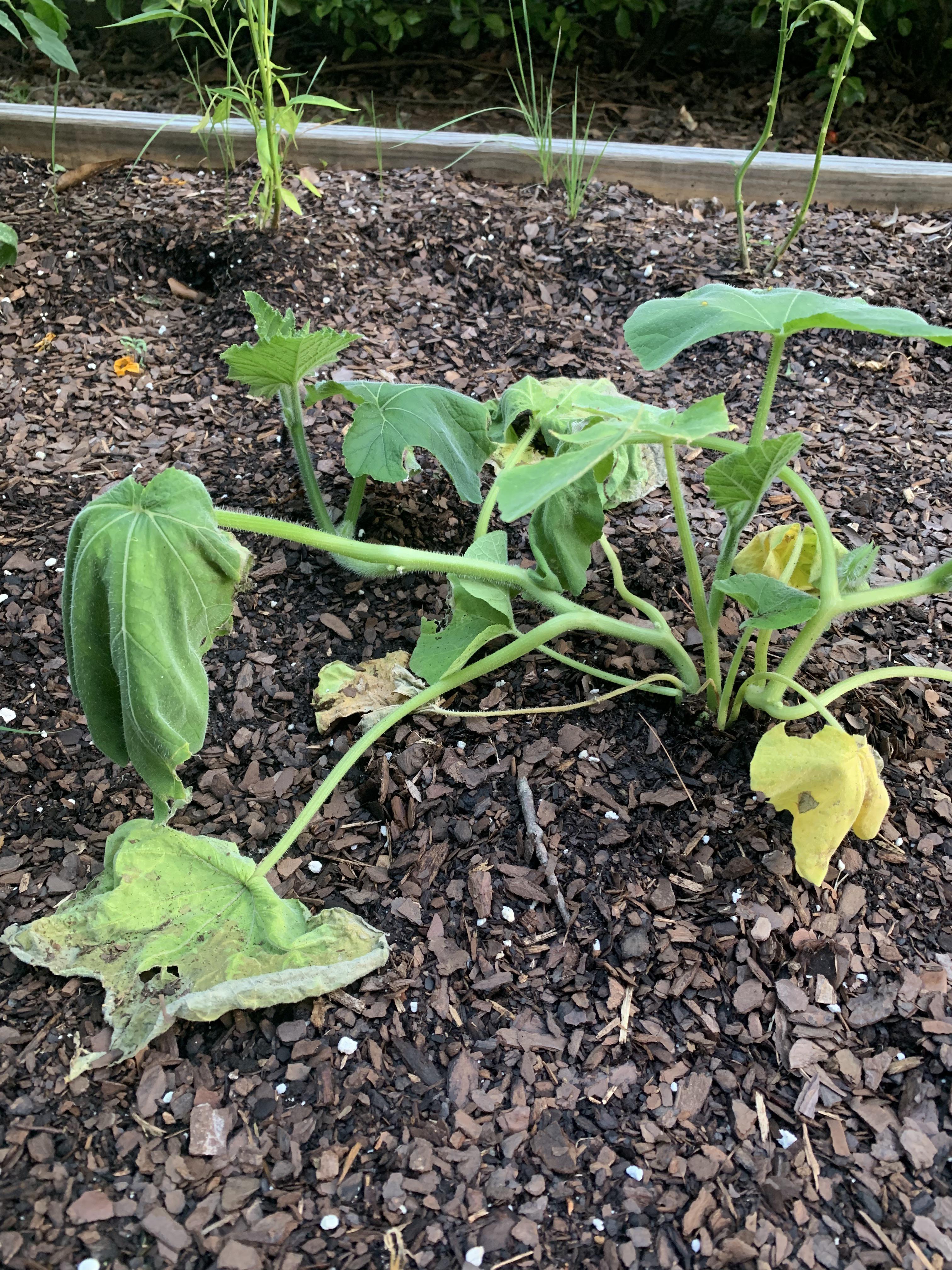 Why are my squash always so sad? r/gardening