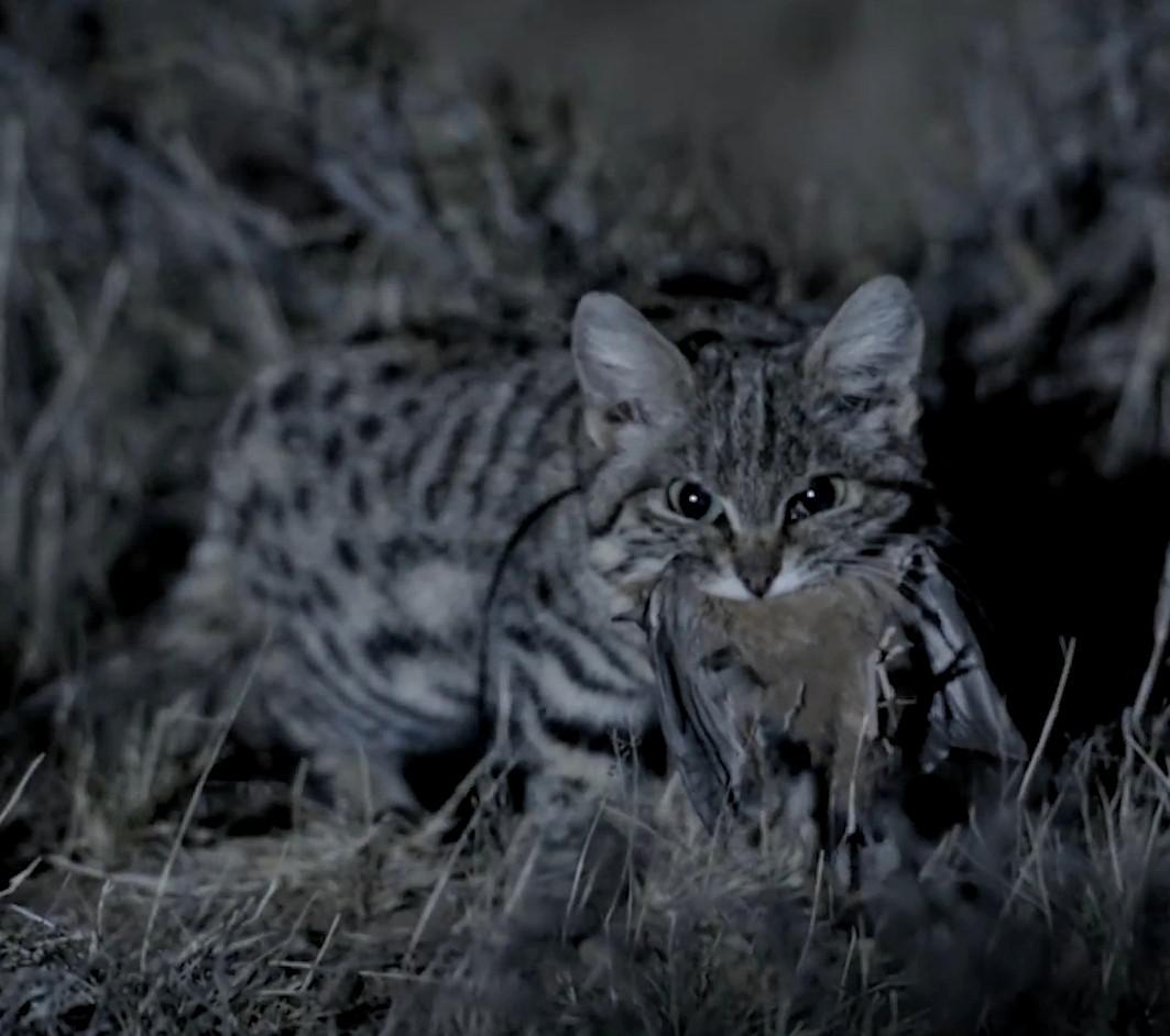 Collection 90+ Wallpaper Why Is The Black Footed Cat Dangerous Stunning