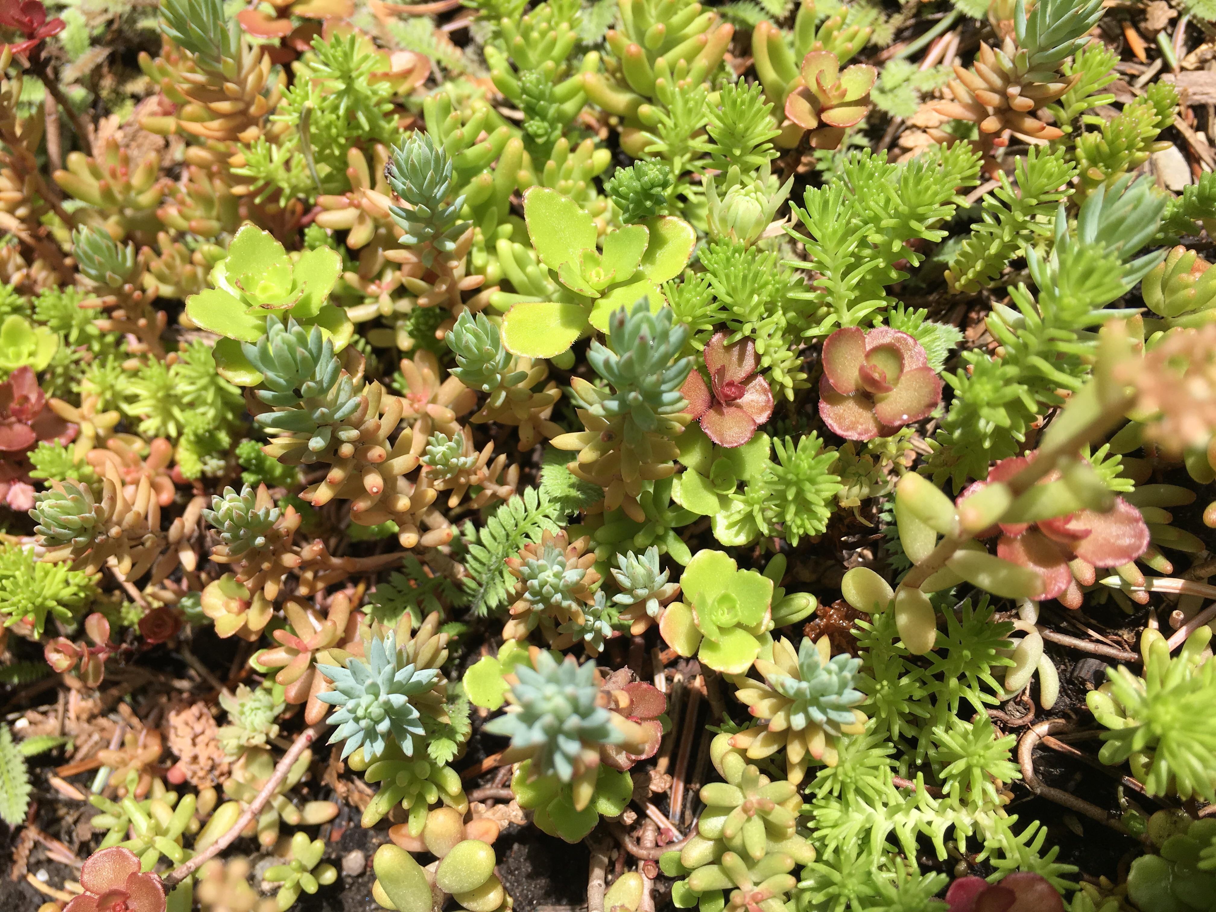 A section of bright beautiful succulent ground cover. This is outdoors