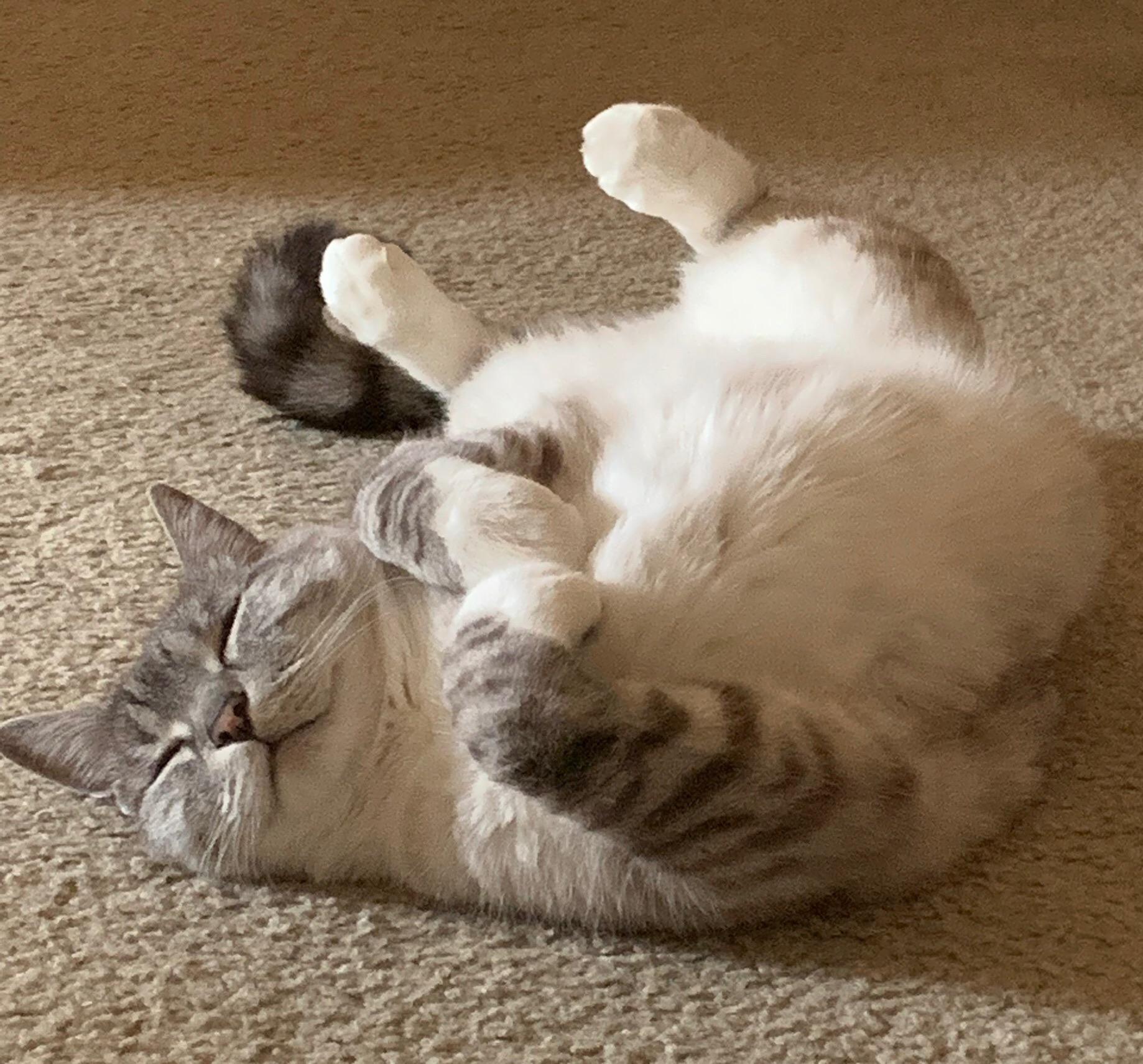 My cat likes being upside down r/Eyebleach