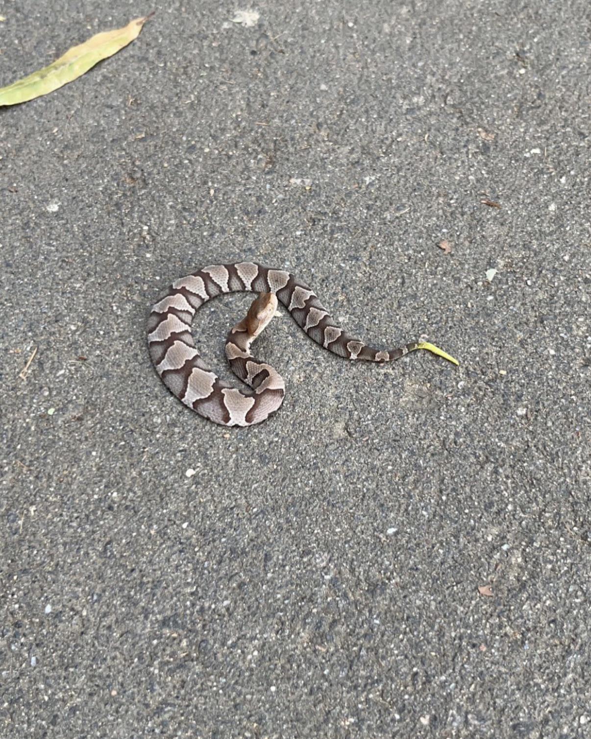 ID request is this a baby copperhead? raleigh nc usa r/snakes