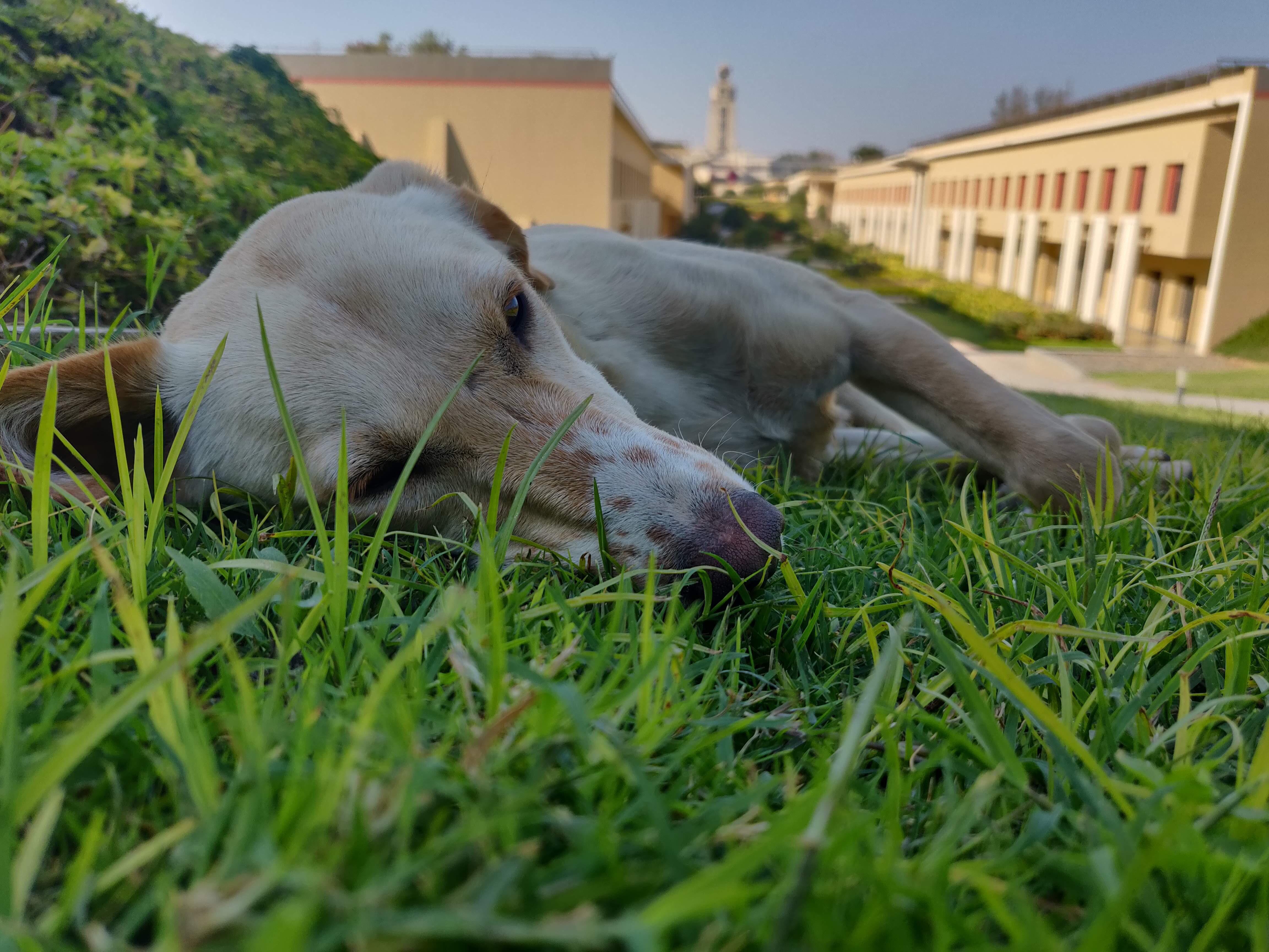 Dogs of BITS Pilani 🐕 r/BITSPilani