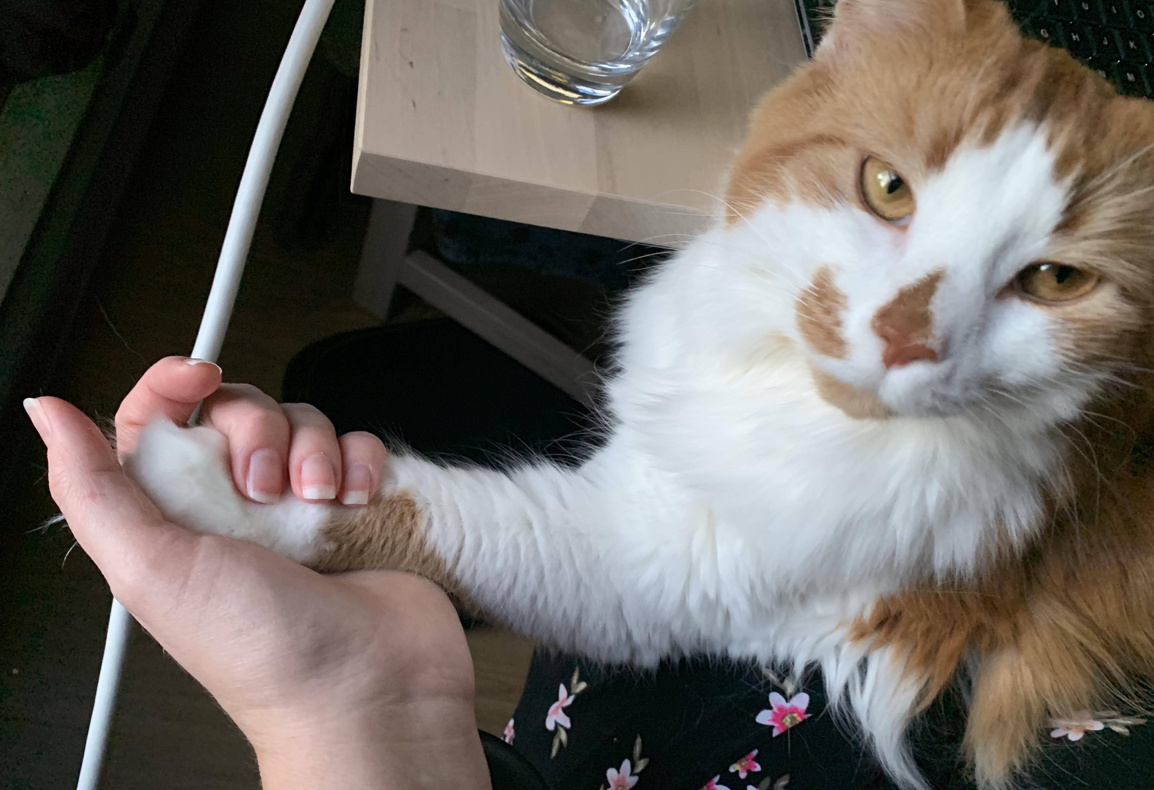 She normally hates when I touch her paws, but when I have to work