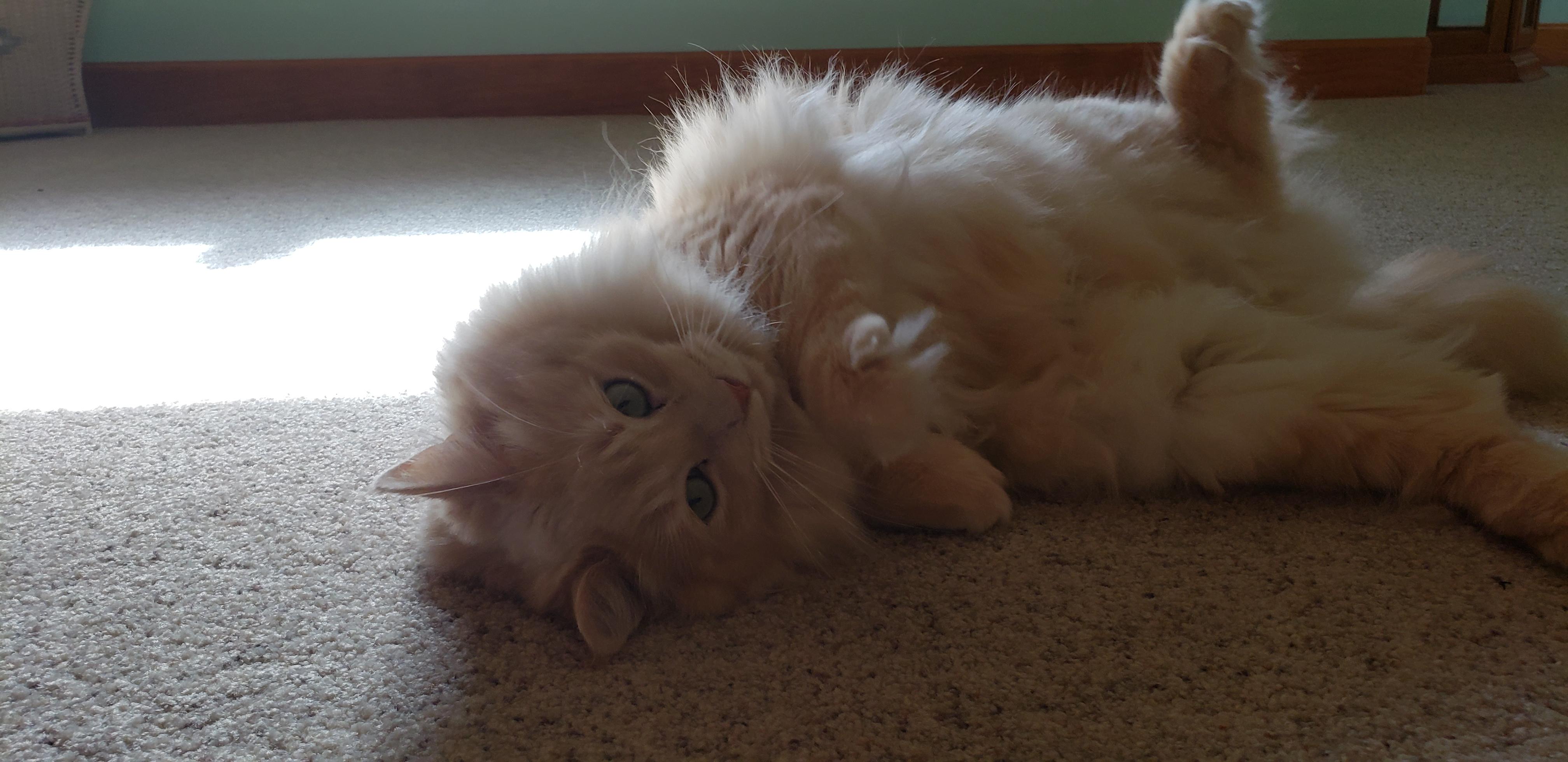 My cotton ball is enjoying our new home r/cats