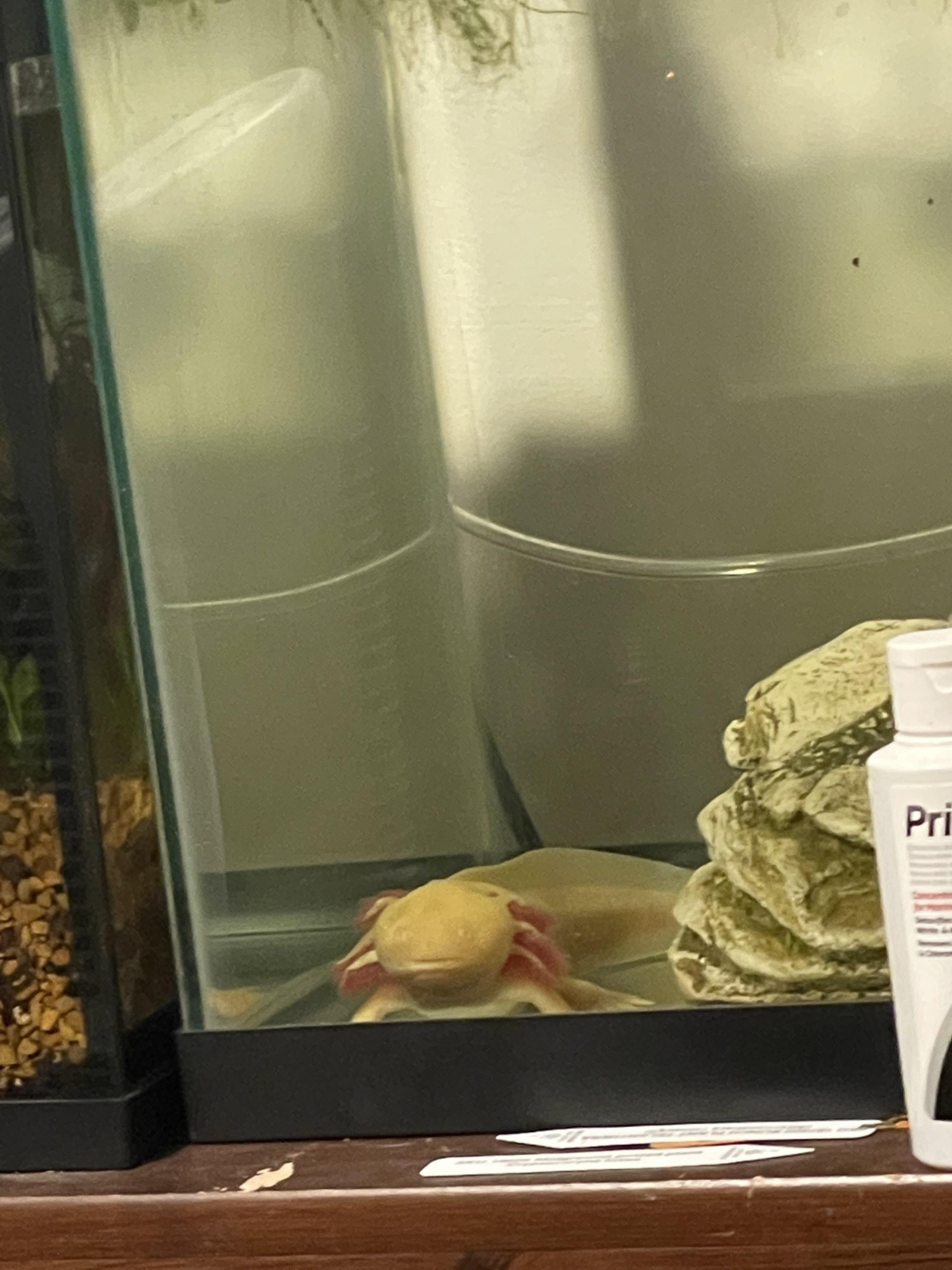 Update on the ugly axolotl. I think he saw my reddit post and is now