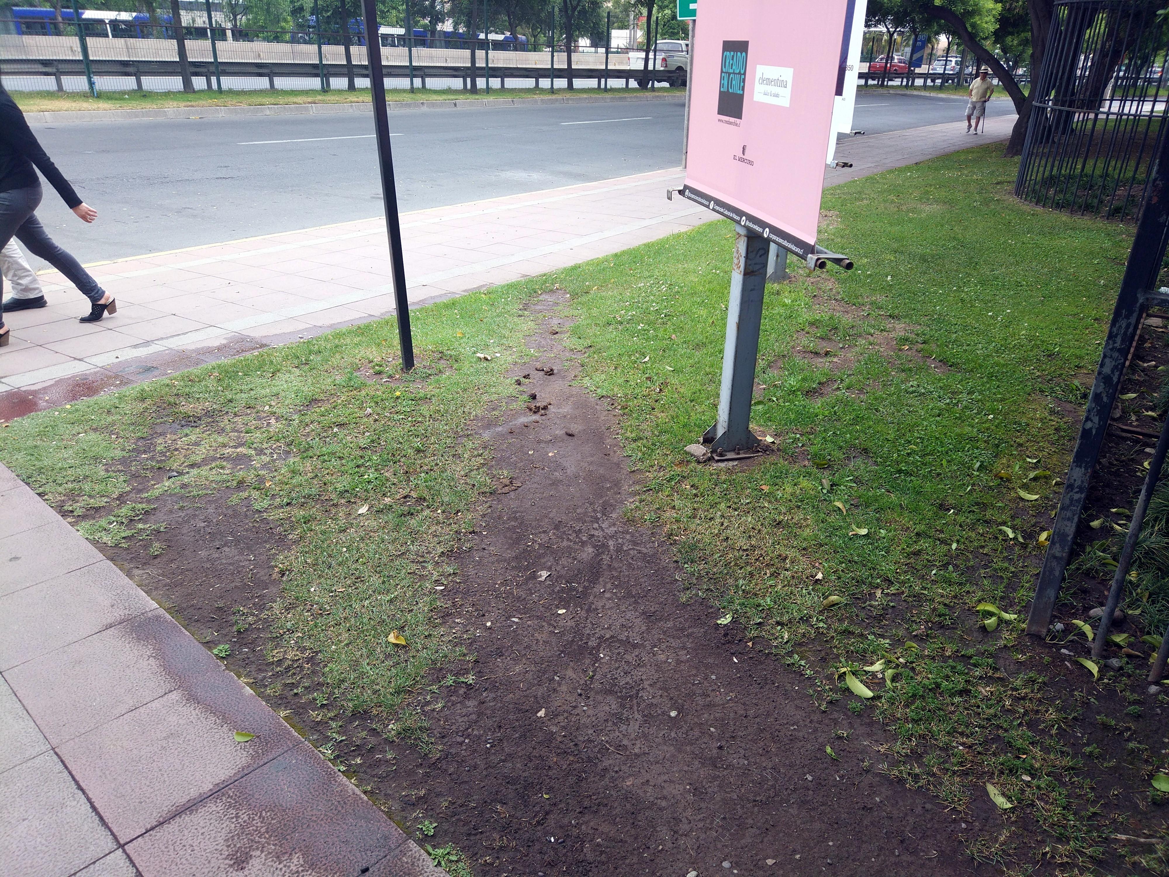 Stray Dogs Taking the Desire Right Out of the Path r/DesirePaths