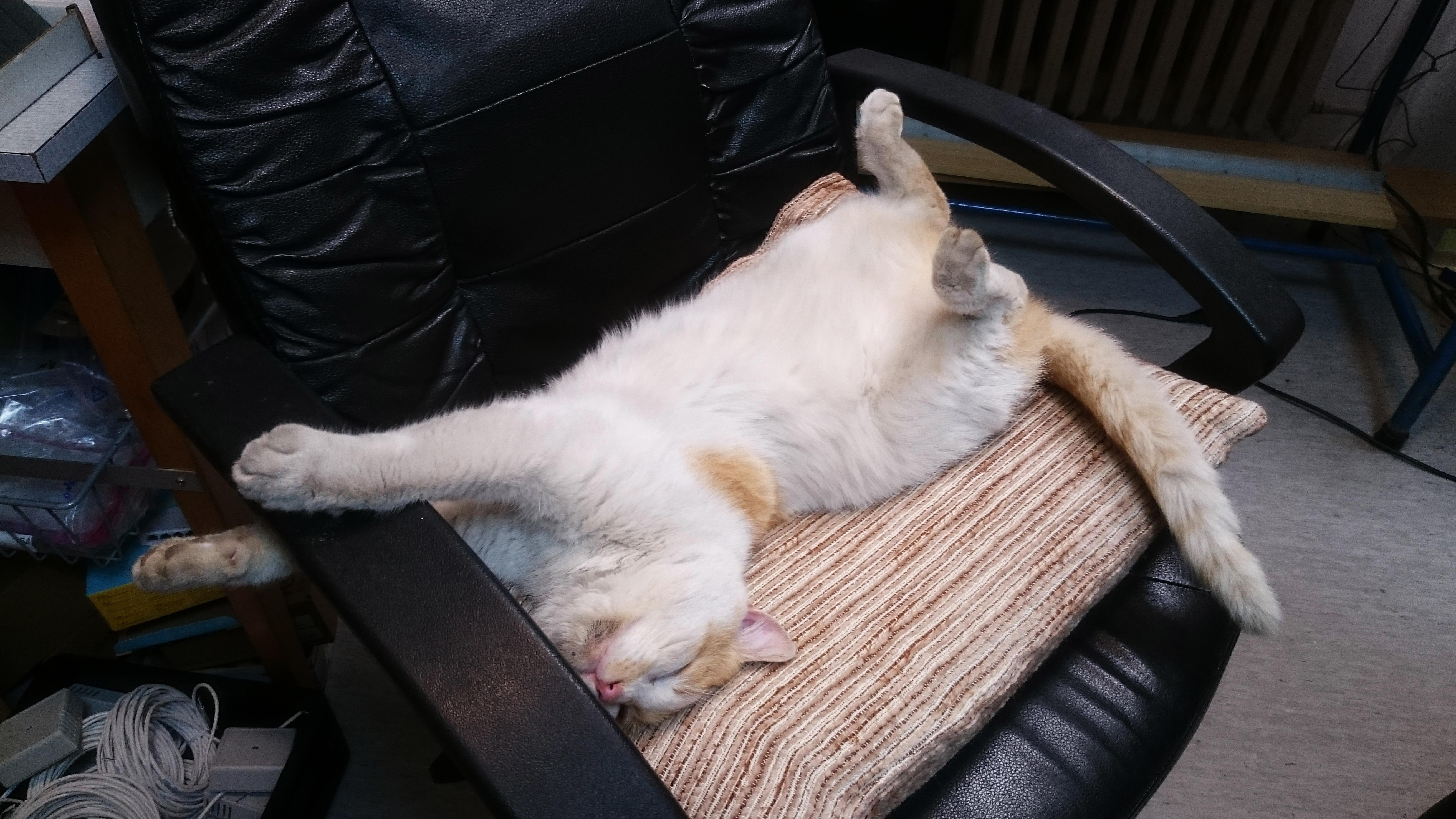 Comfiness overload, cat.exe is not responding r/StoppedWorking