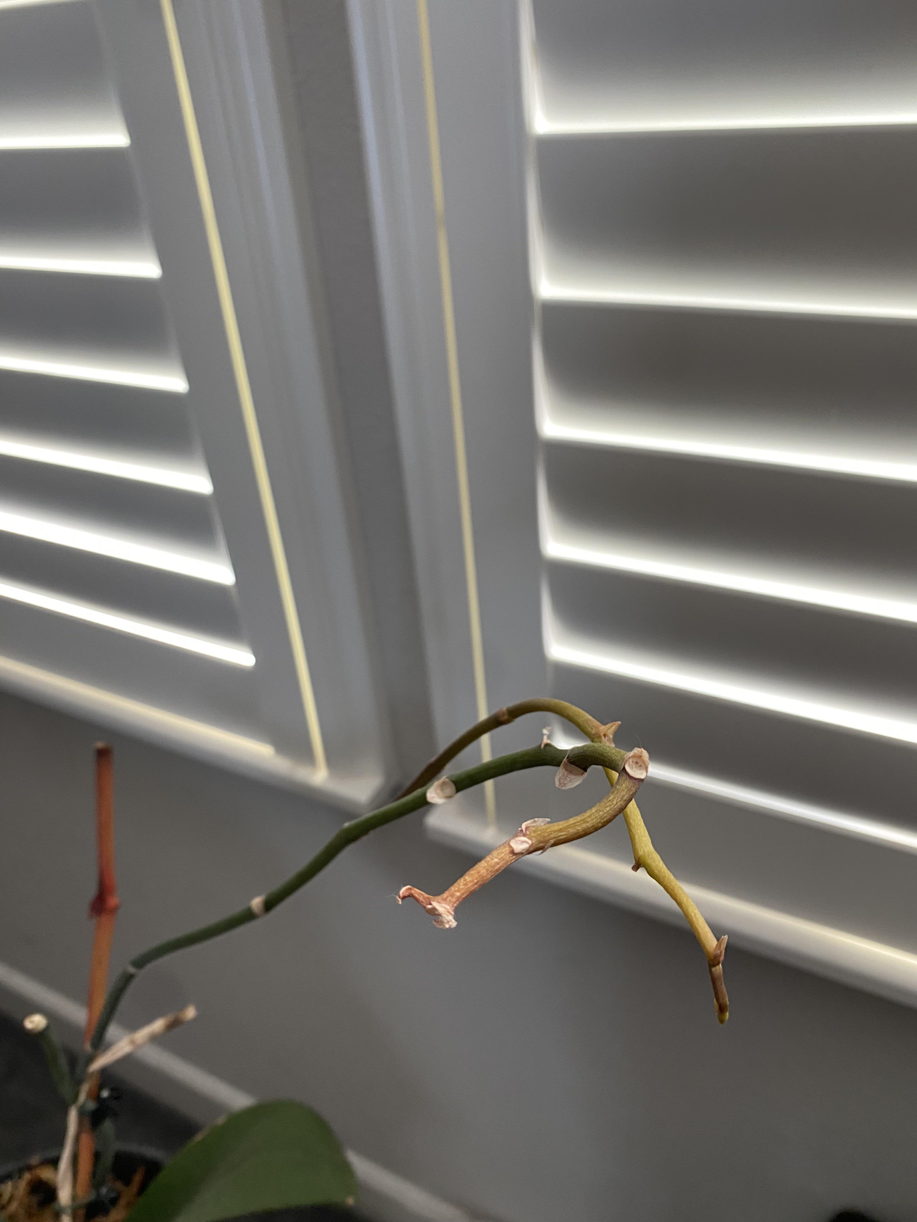 Help! My orchid is acting weird! I’ve had it for a while and it was