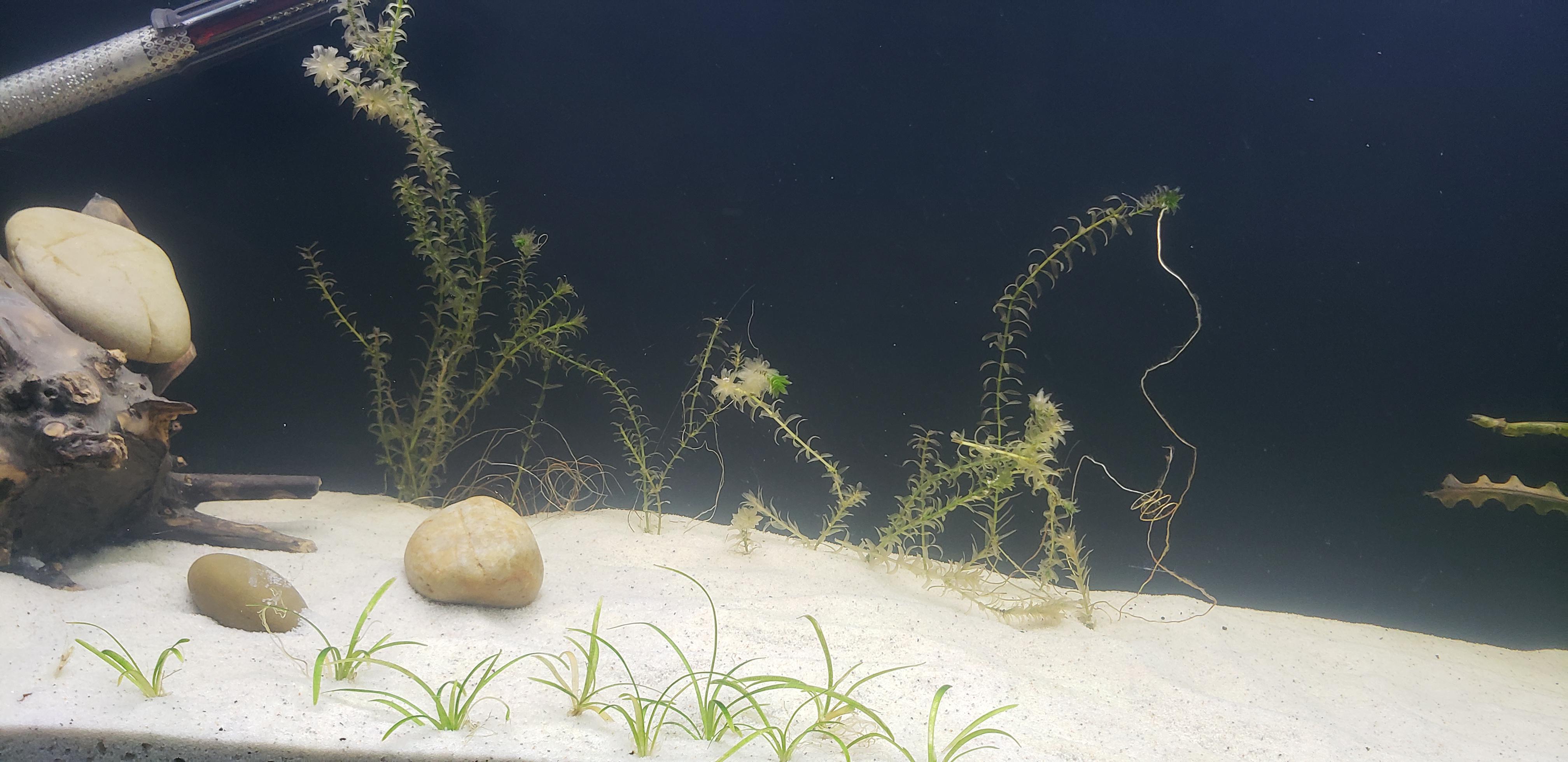 Anyone have any luck reviving plants after a bleach dip that was too