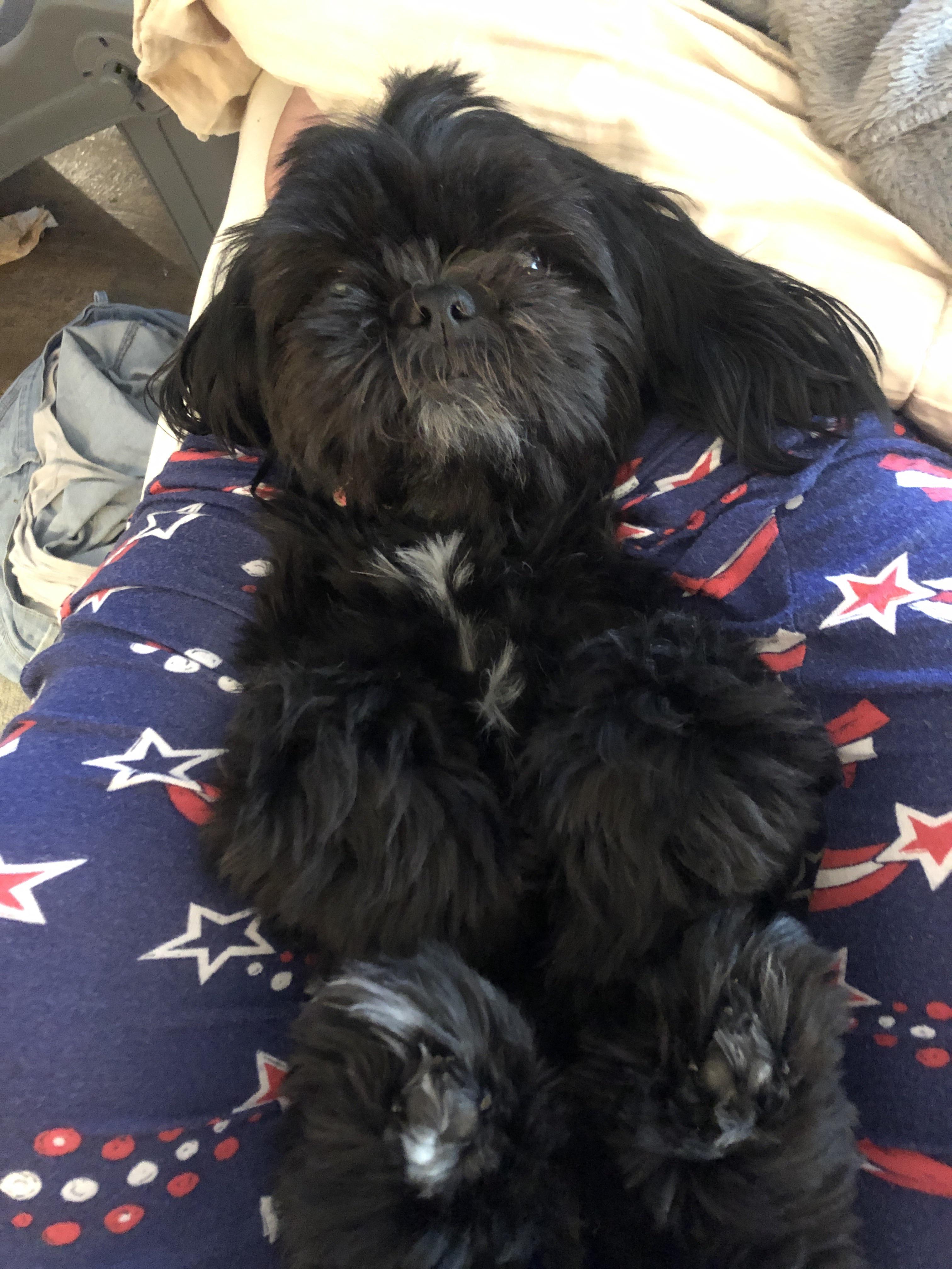 Not sure if she is Shihtzu or a gorilla baby. Shihtzu