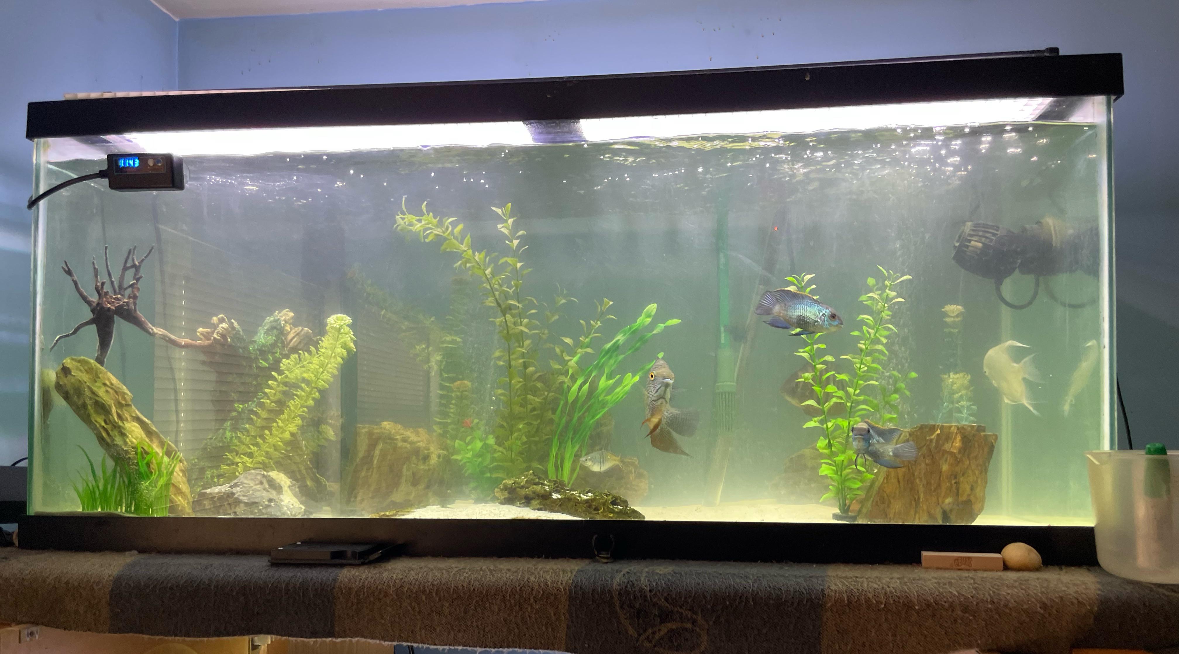 Why is my tank cloudy I cleaned it two days ago everything was good