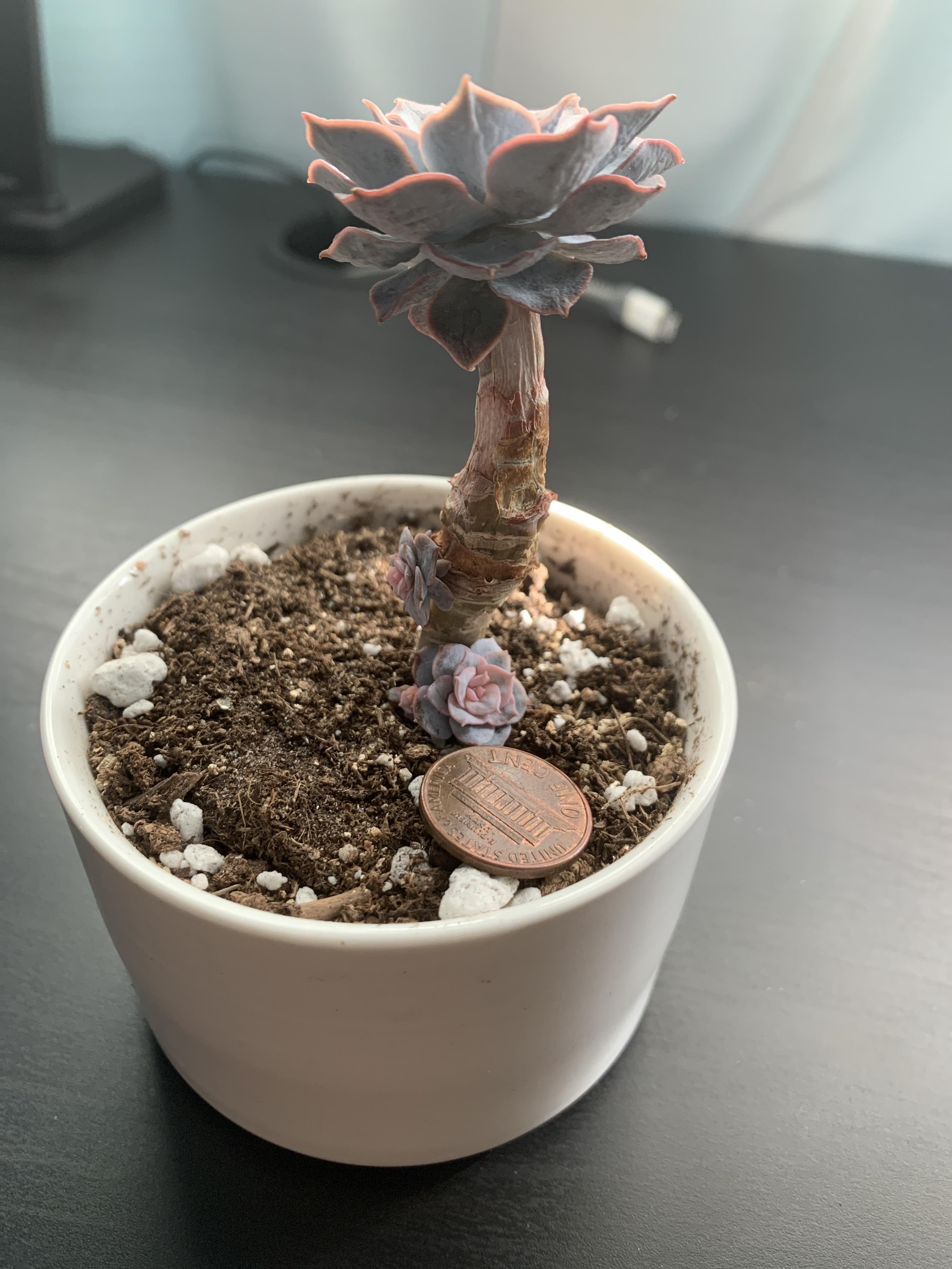 One of my succulents has a bunch of pups on it's stem. I was wondering