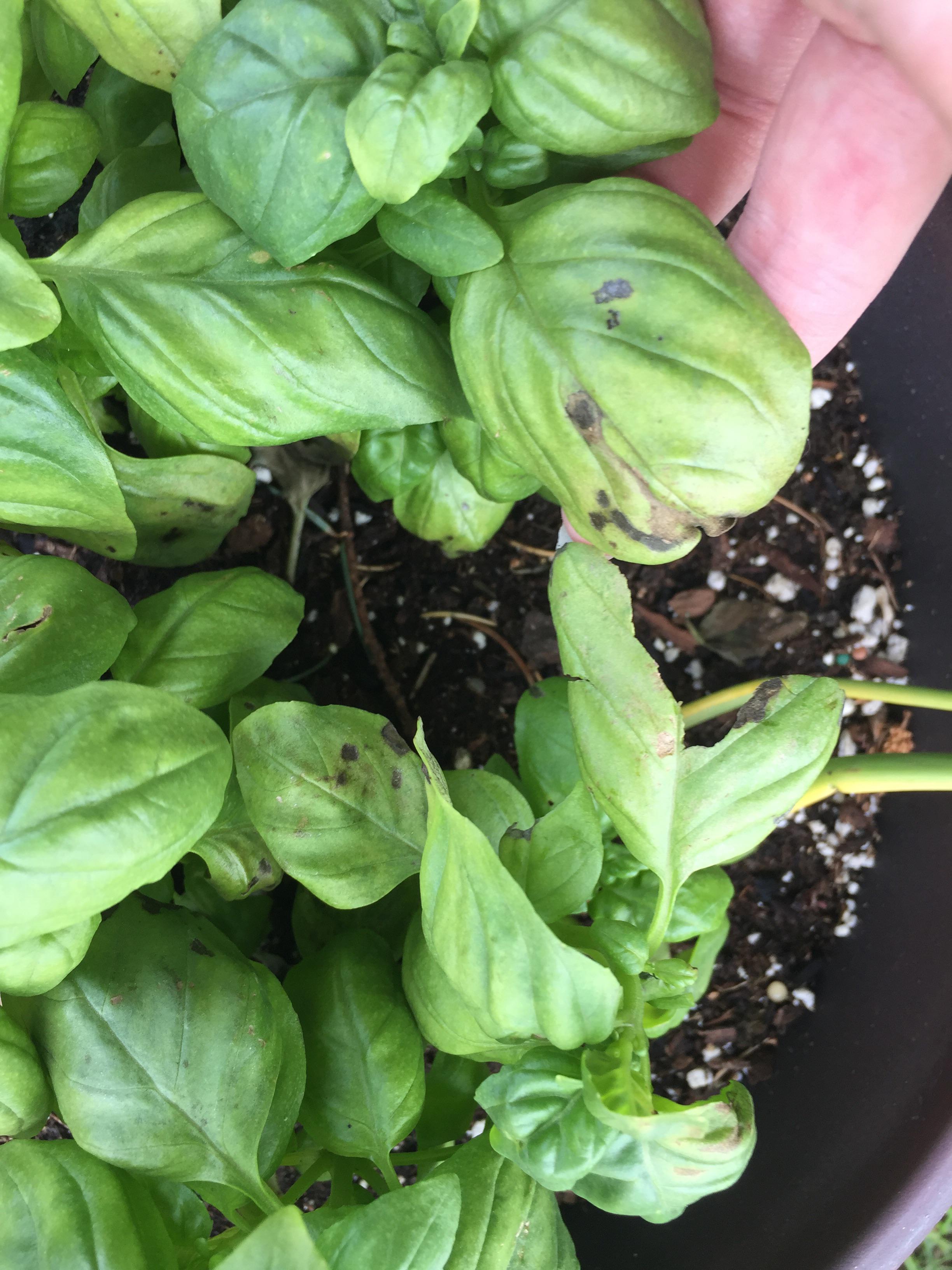 Basil has grey spots on leaves... it was doing fine, and I haven’t seen
