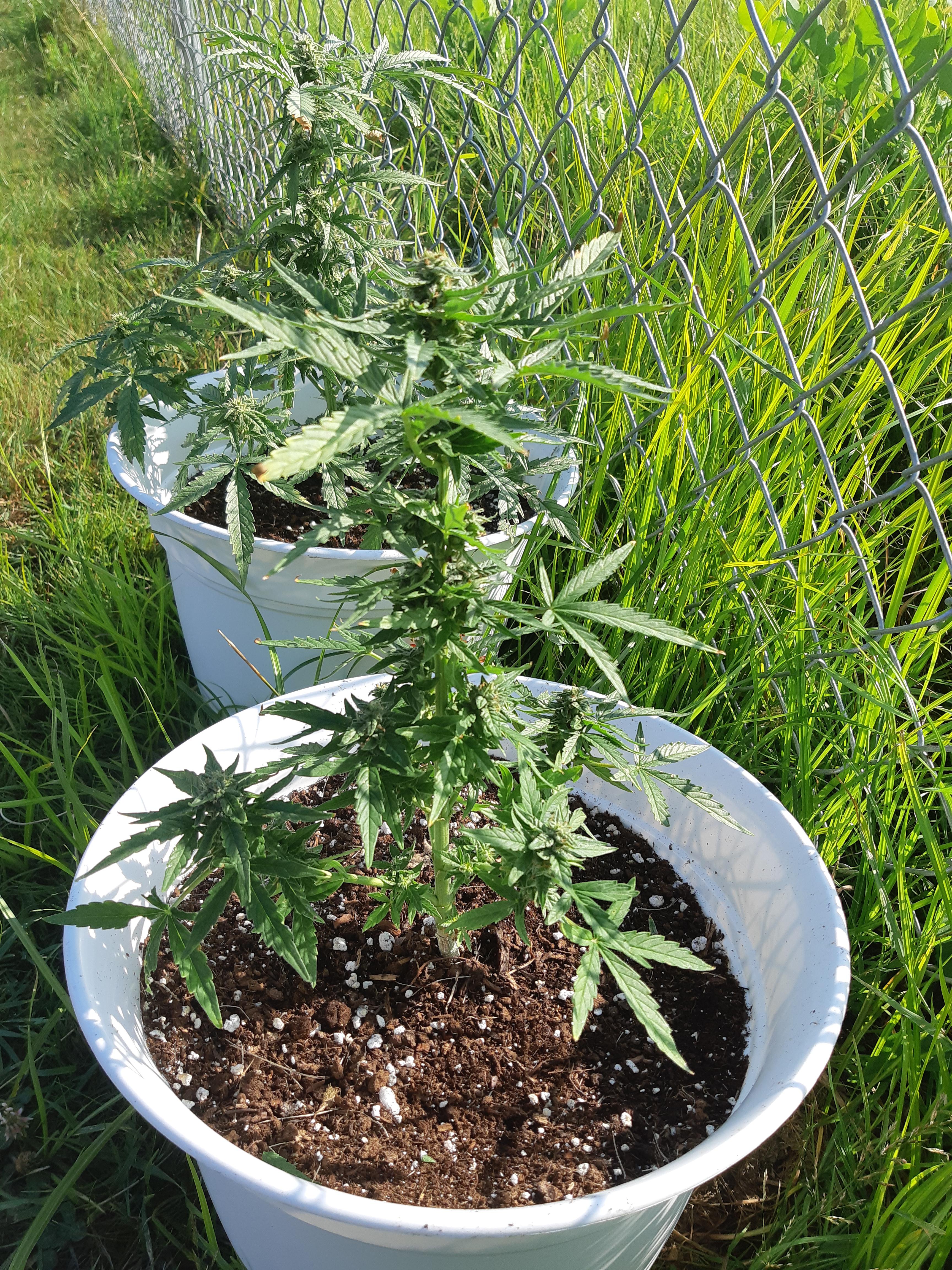 8 week auto amnesia haze. First grow, outdoor, no nutrients. How are