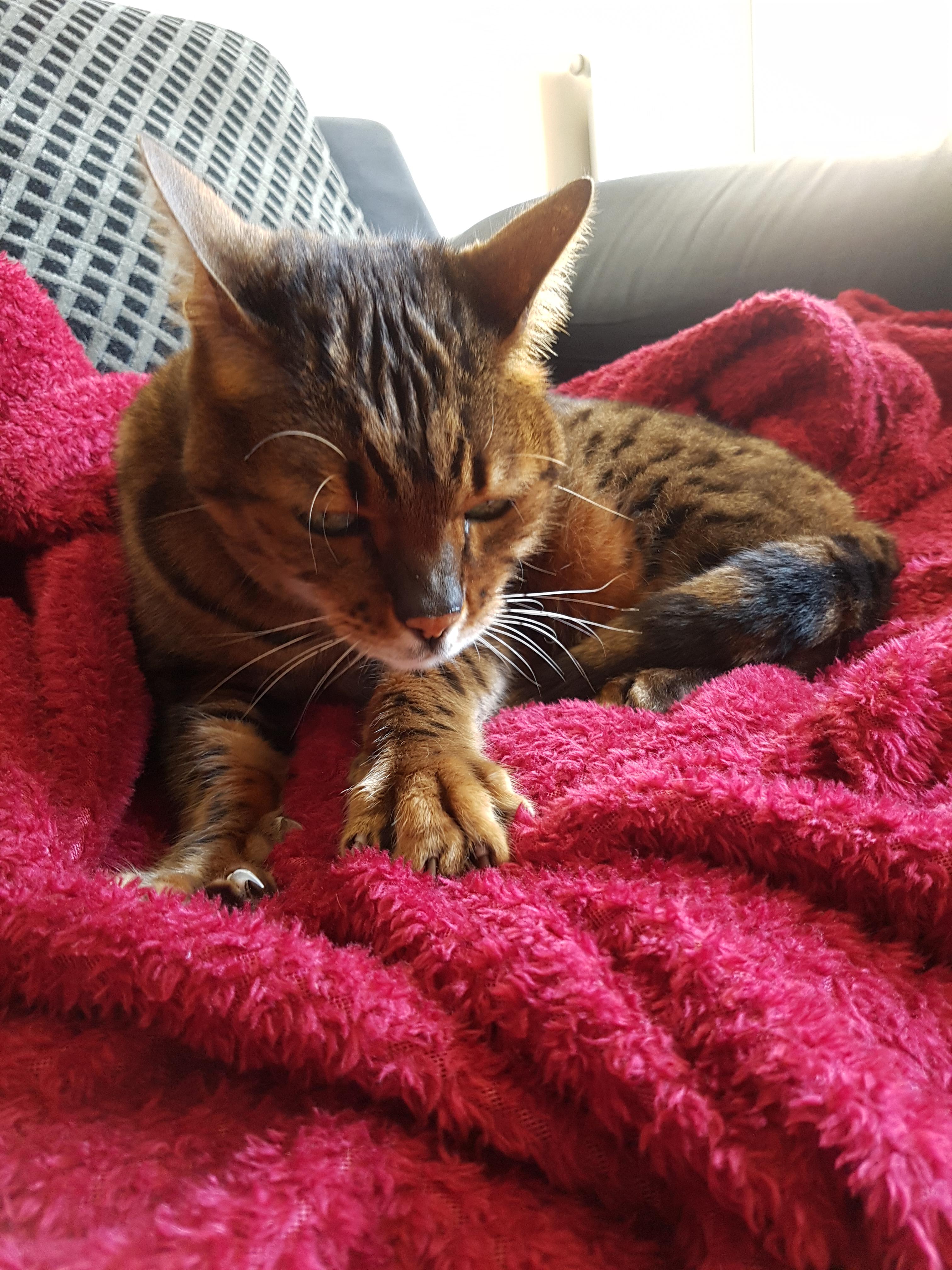 Home from uni for a day and Kenji has already claimed my dressing gown