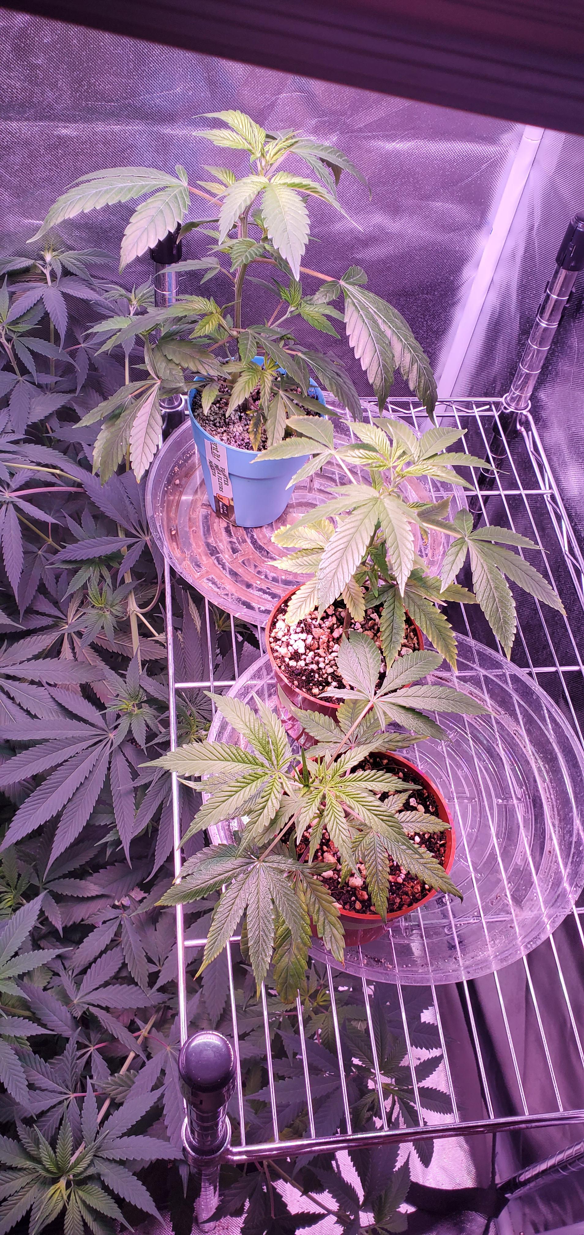 Got 3 new clones on the weekend white widow, mango sapphire, washing