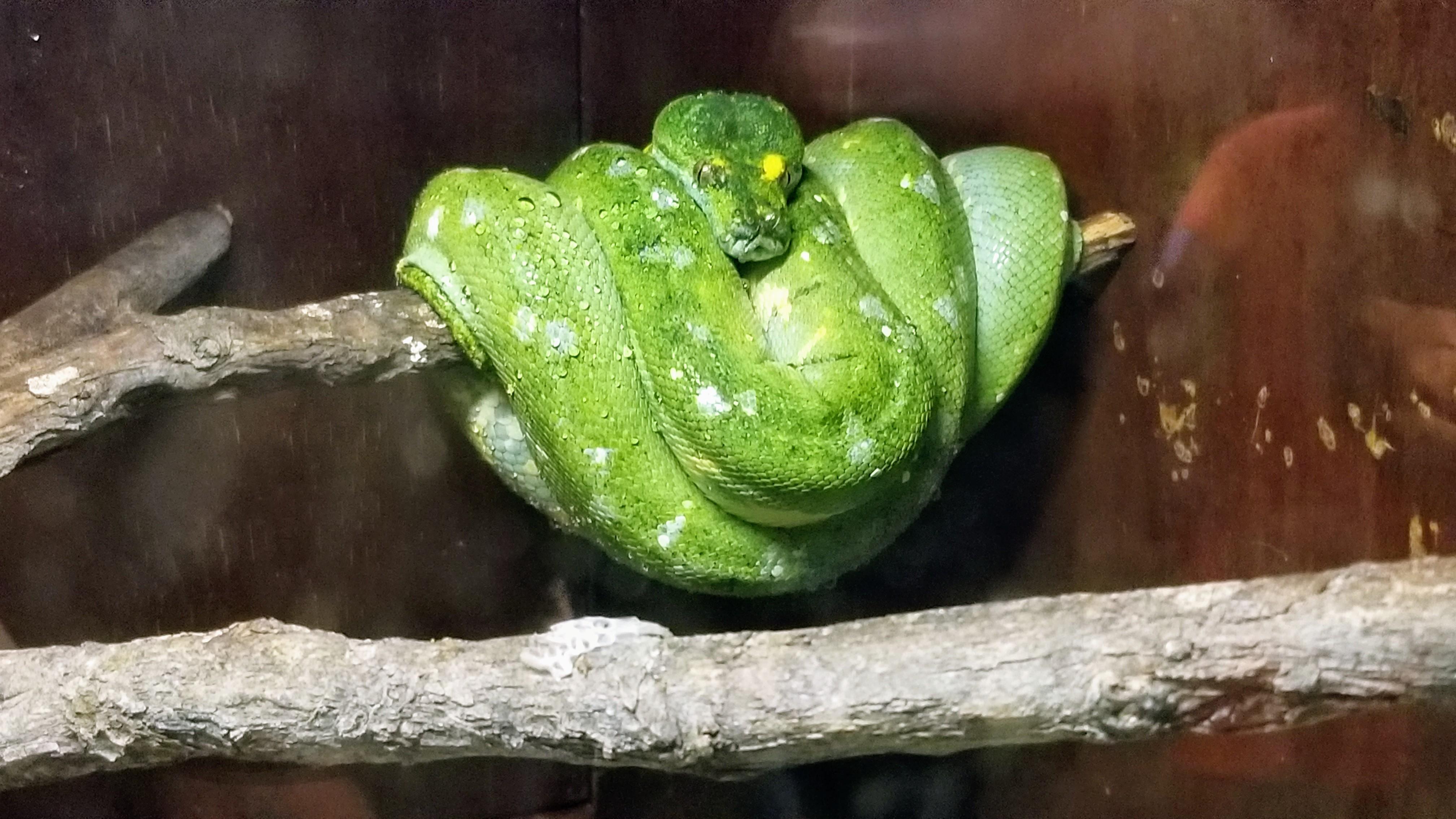 Went to the Kentucky Reptile Zoo today and it was