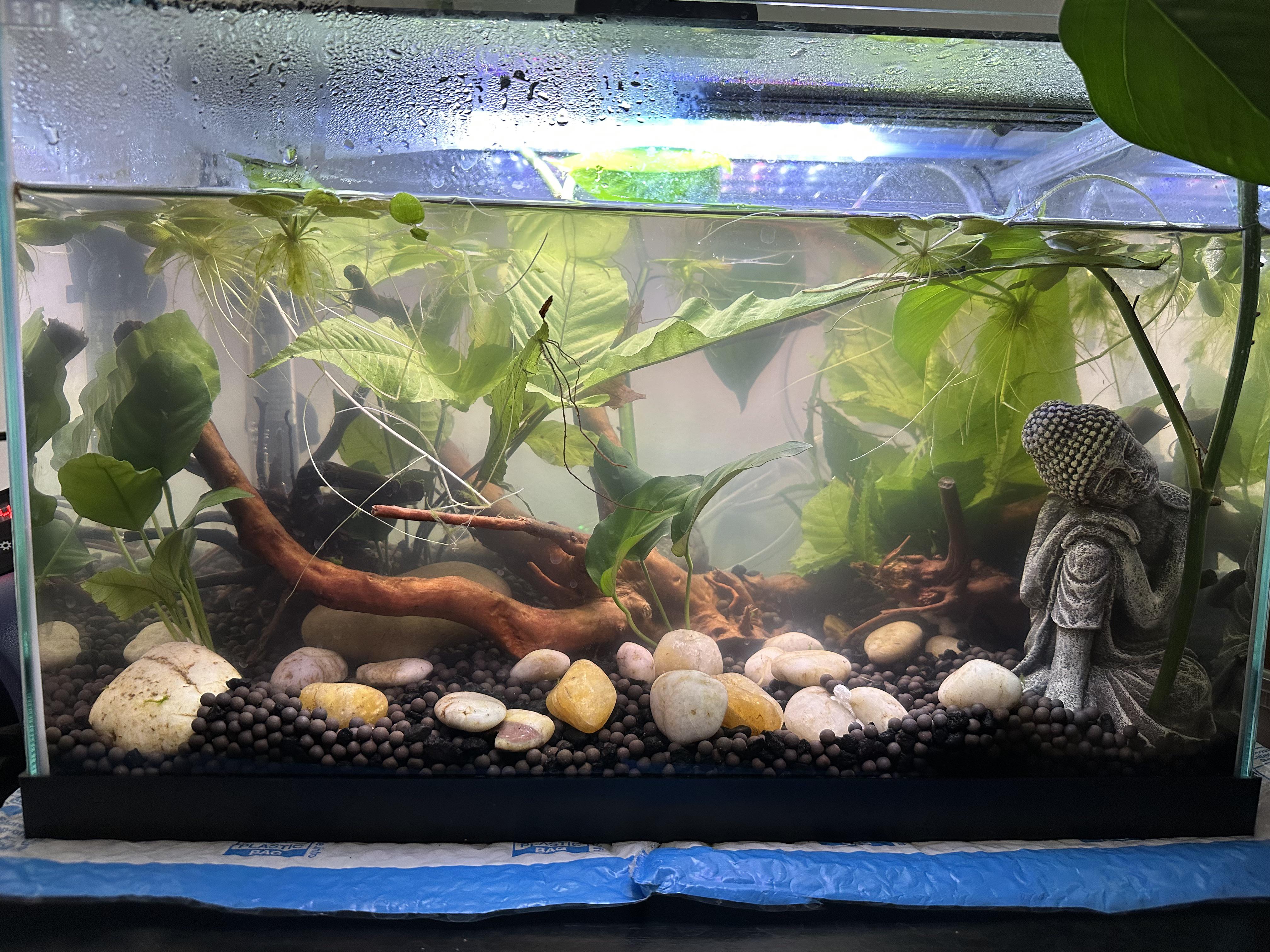 Tank mates for betta in a 5.5 gal tank? r/bettafish