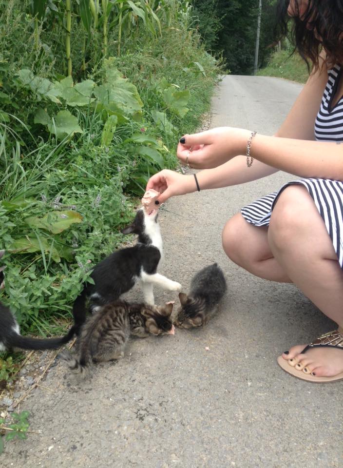 I went to Europe and met a stray cat that I fed, she ended up bringing