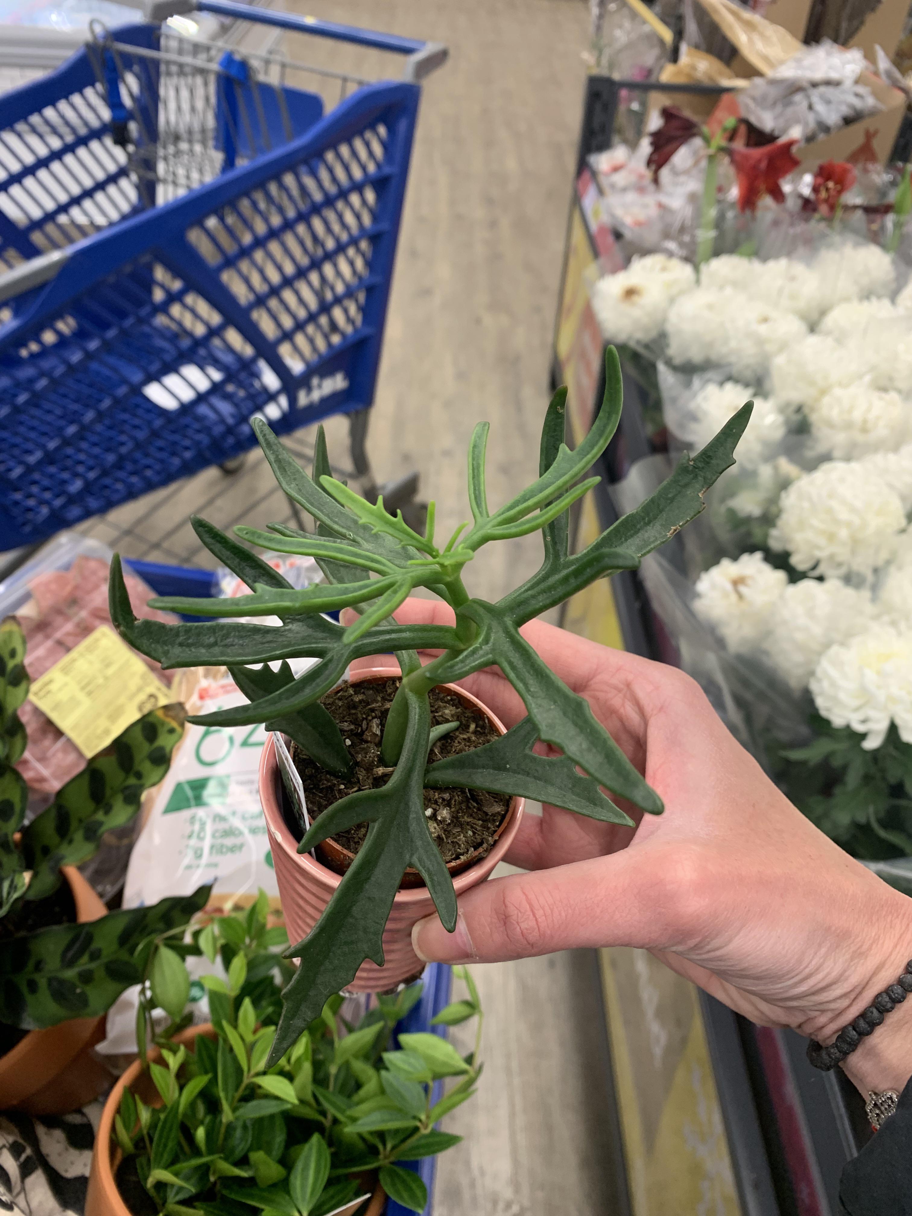 Help IDing this! I found this at Lidl for $2.99! Couldn’t not buy it