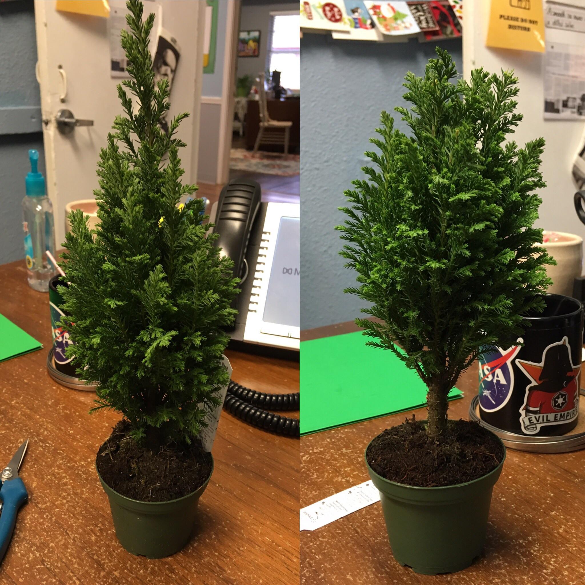 European Tree r/Bonsai