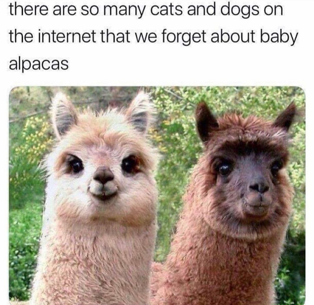 Baby alpacas meme