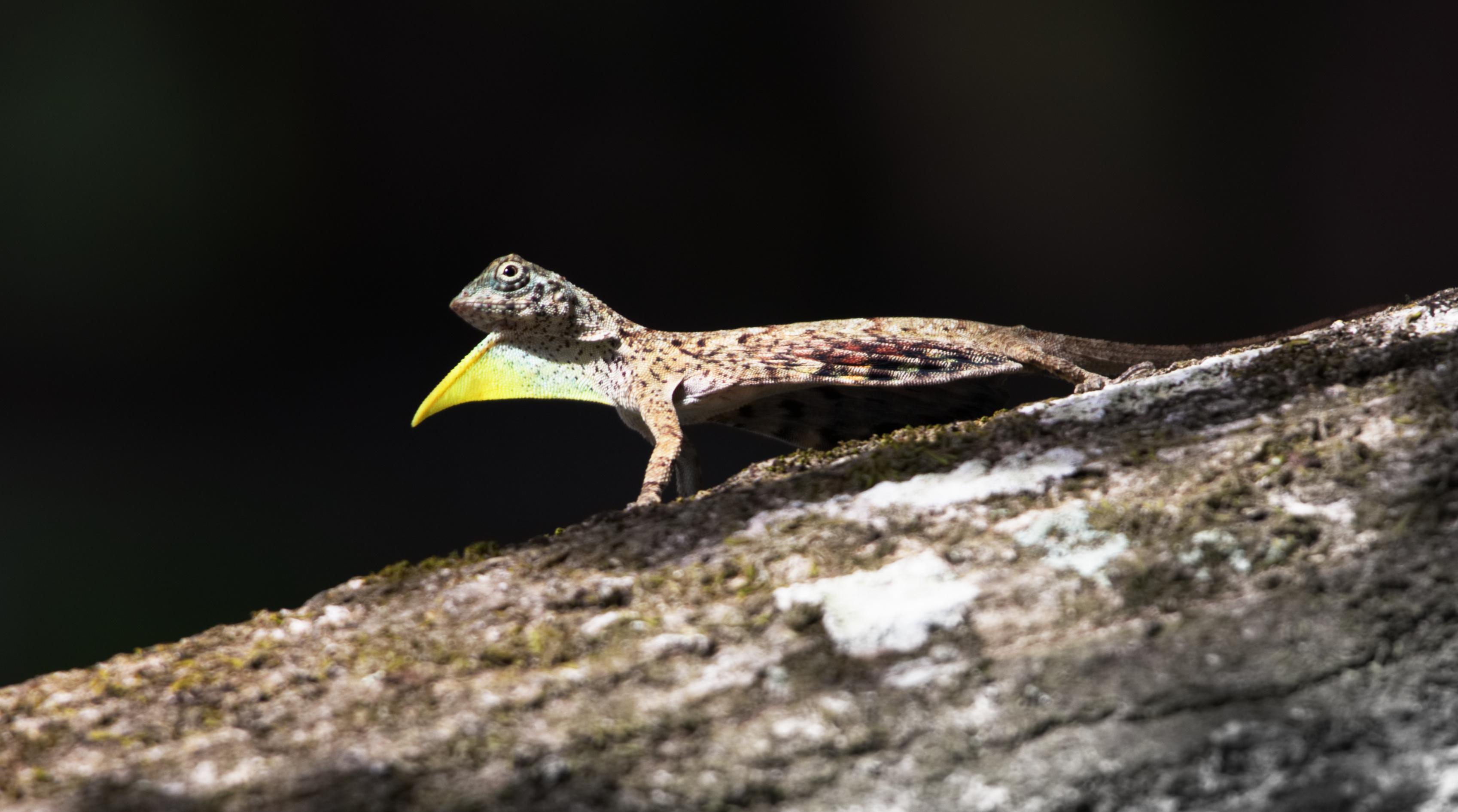 Draco Sumatranus, a common glider Malaysian Borneo r
