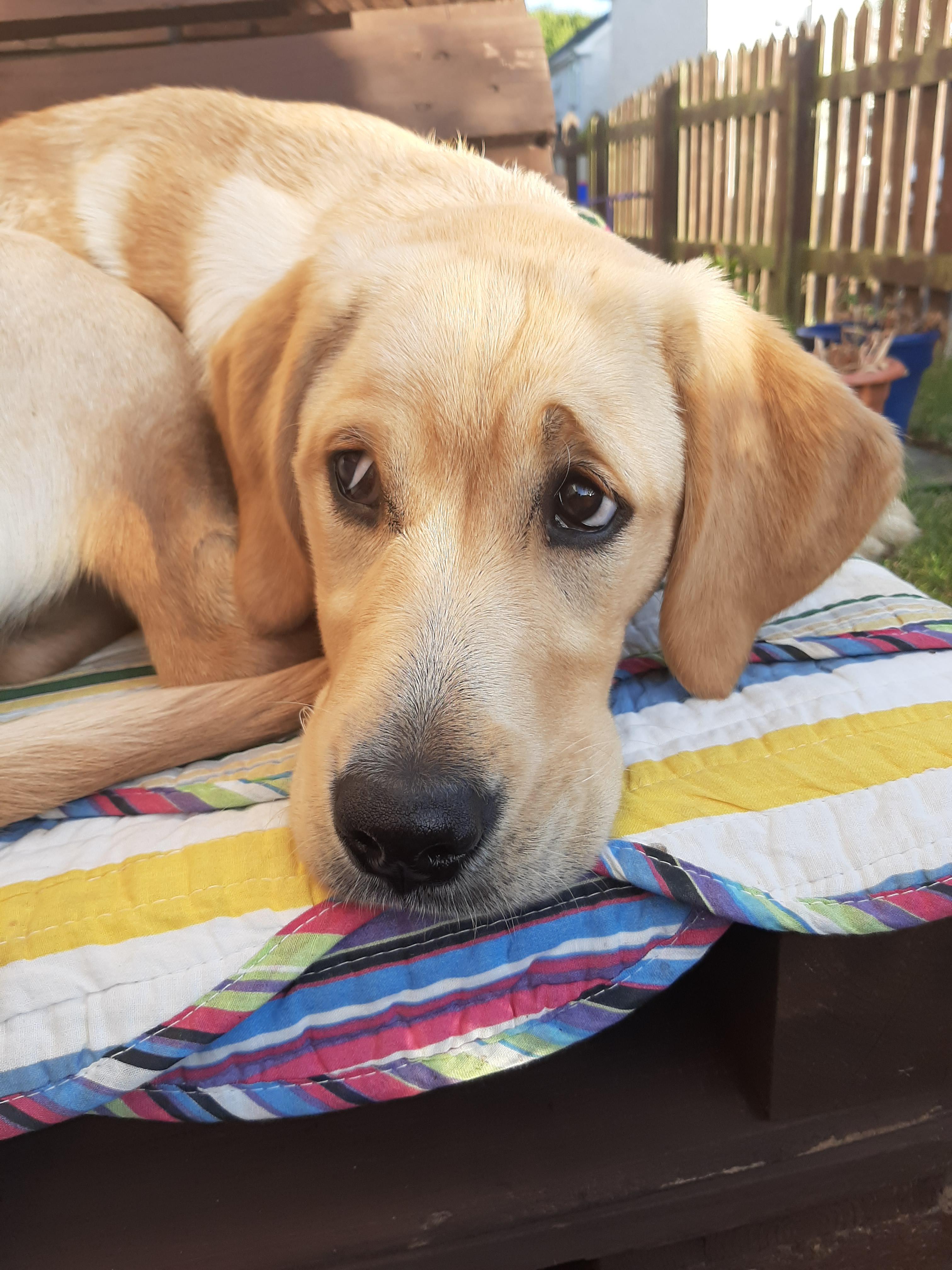 She's getting big. r/DOG