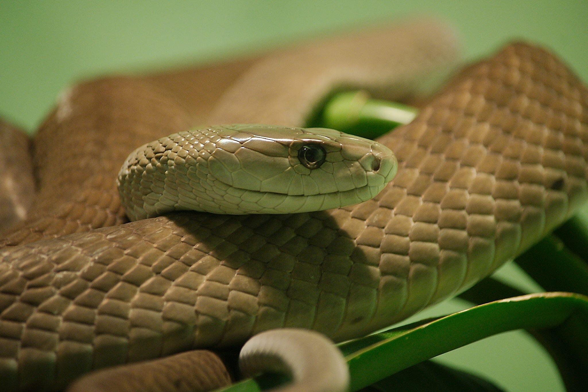 Black mamba at Reptile world serpentarium. I was on cloud