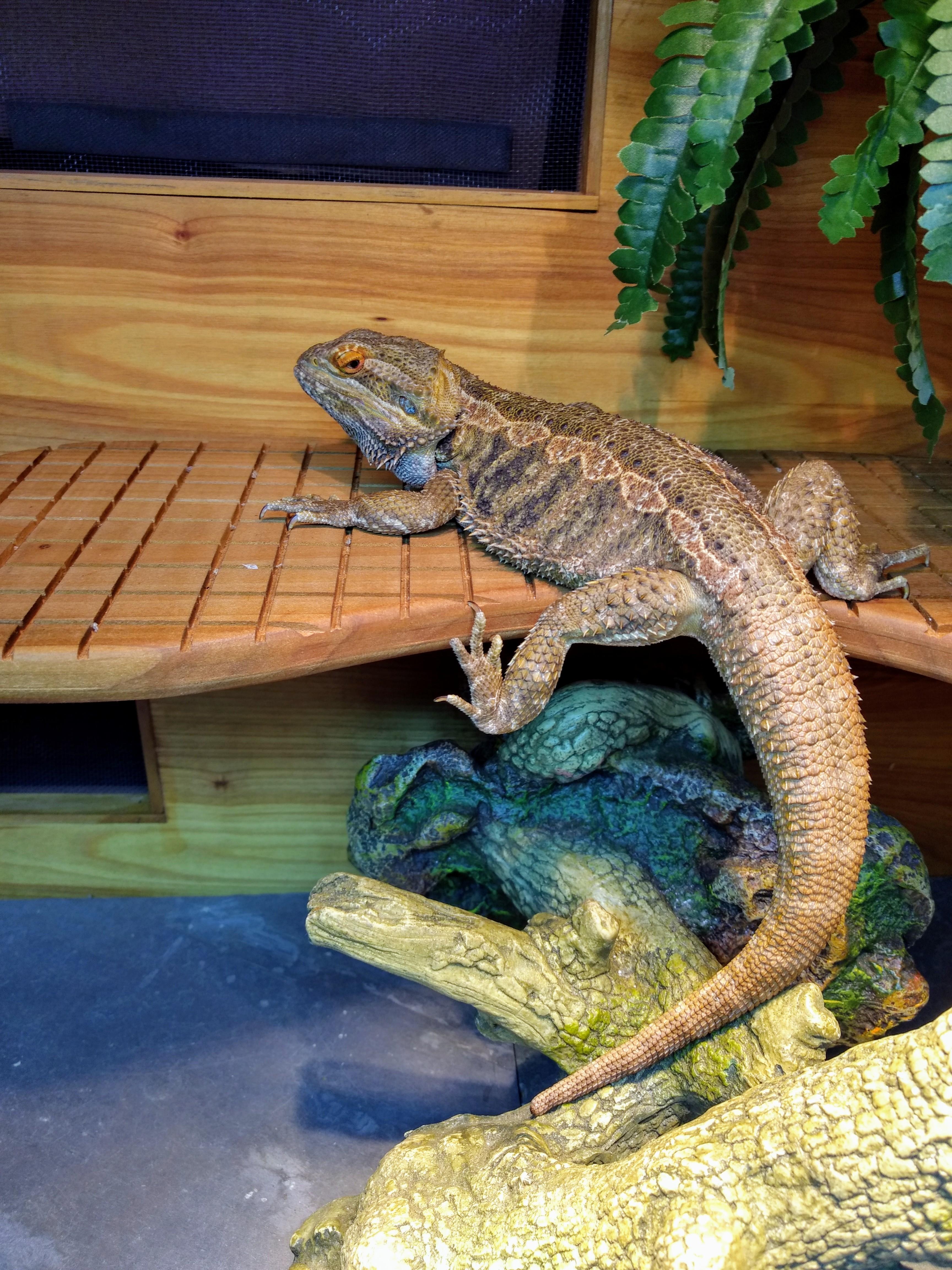 Stinky eyes ... and I became a 'bearded bird' ... broken.