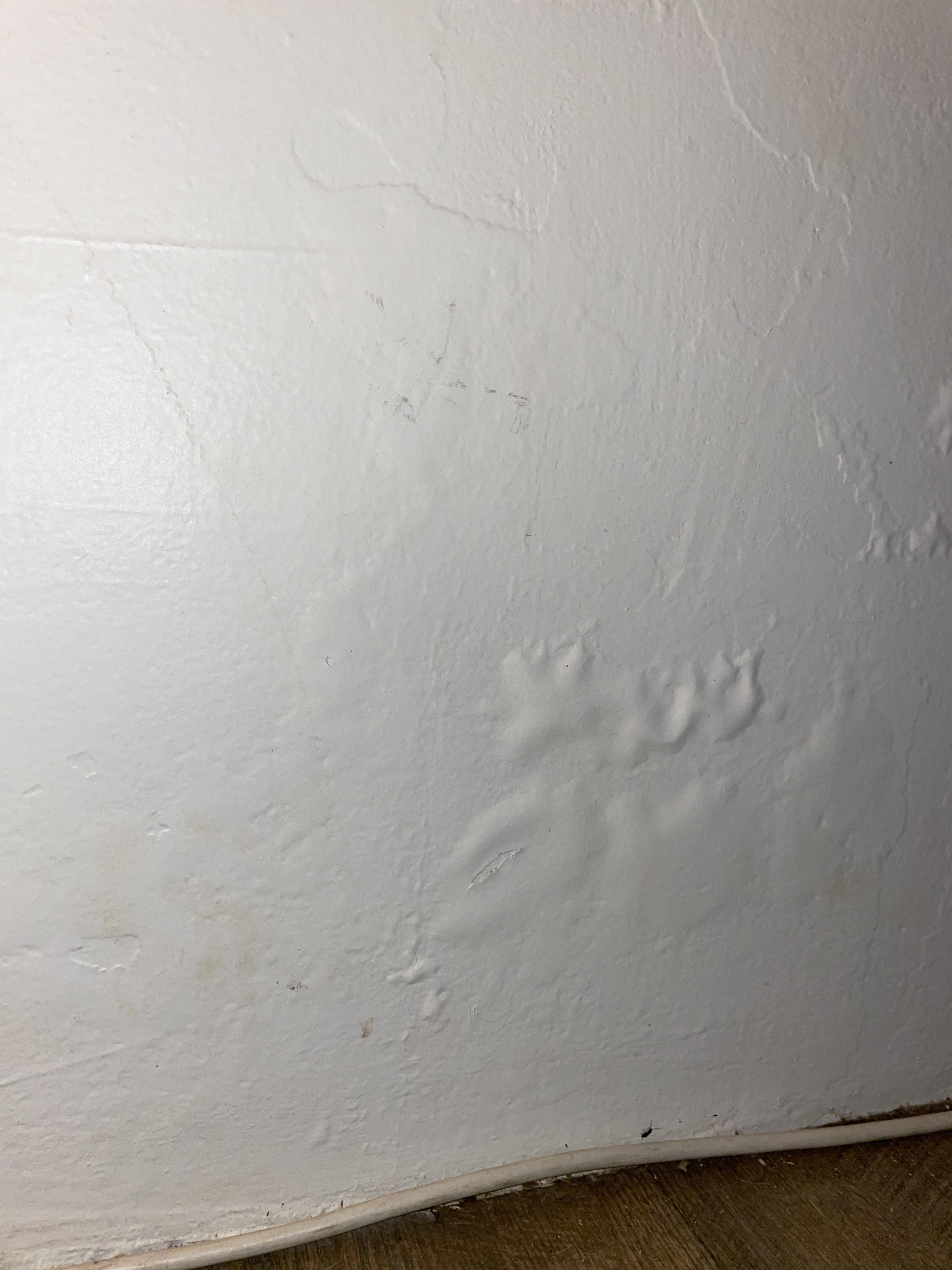 How to fix / prevent moisture bubbles under paint on fully cement walls? Renovations