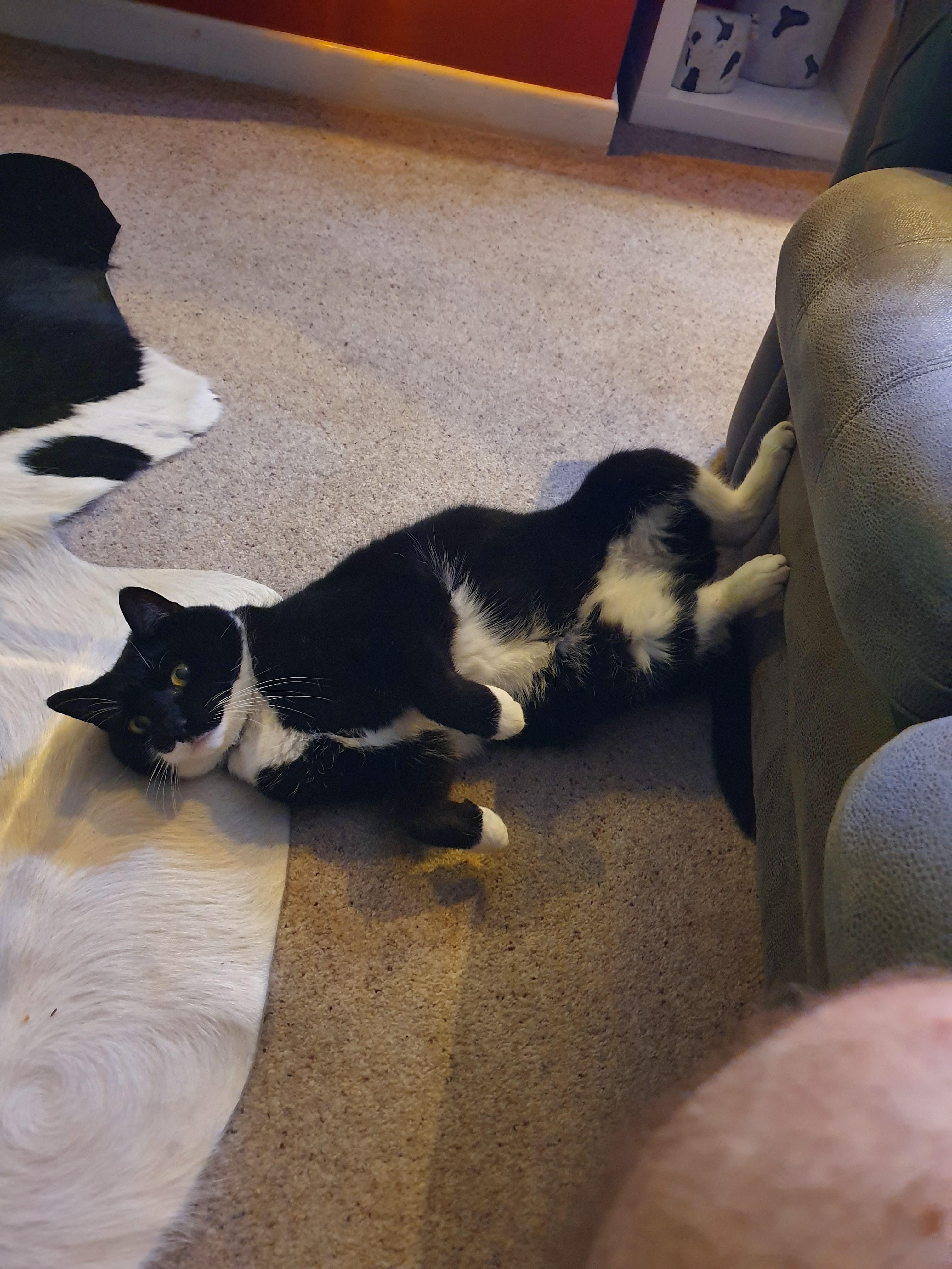 How does your cat let you know they are hungry? 😻🤣 r/cats