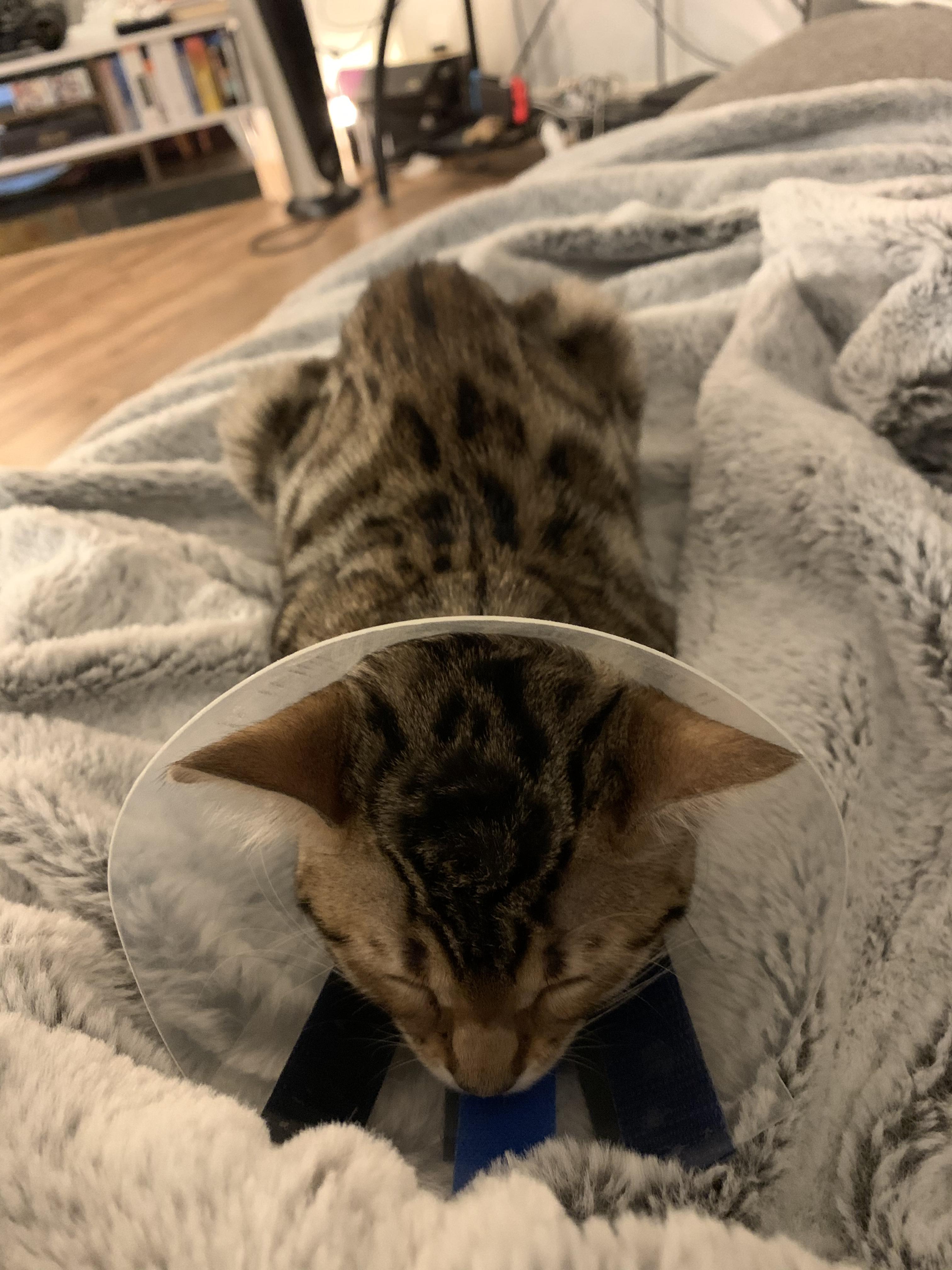 Cone loaf, spay surgery edition r/Catloaf