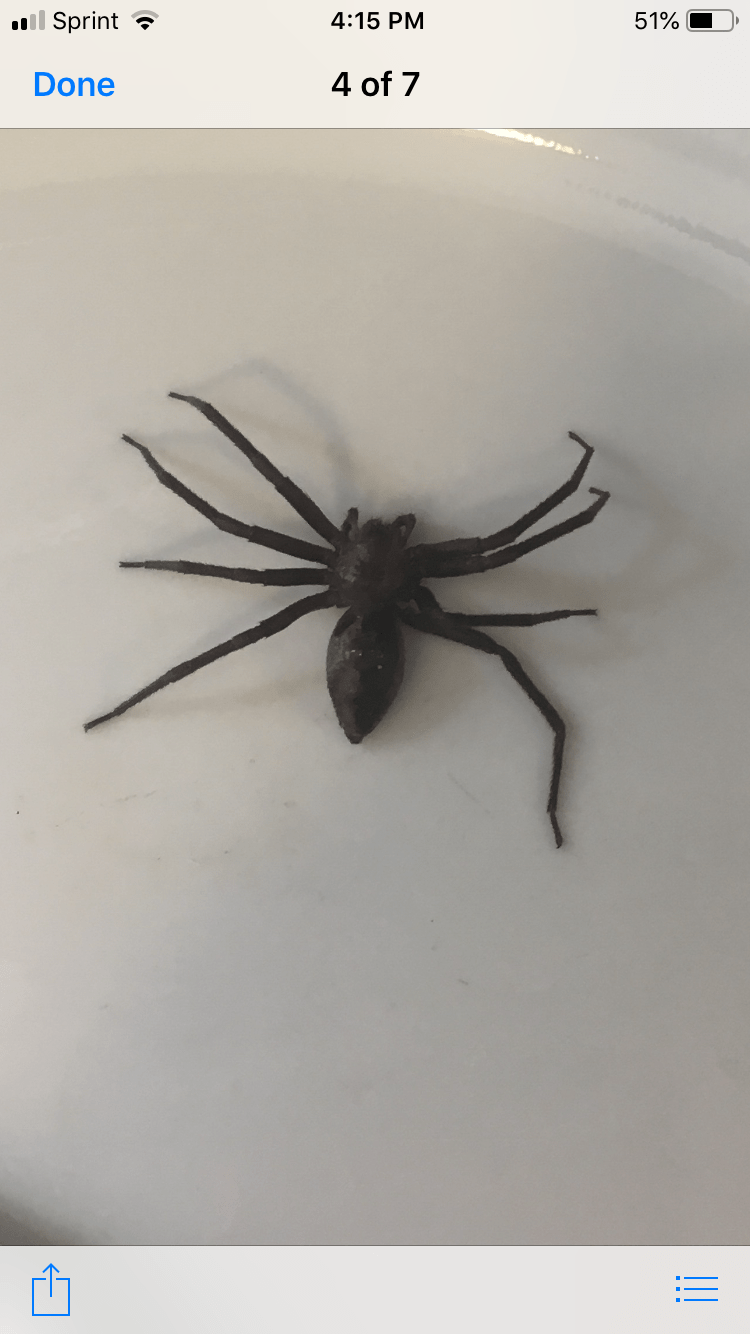 Wolf spider made himself at home...Massachusetts r/spiders