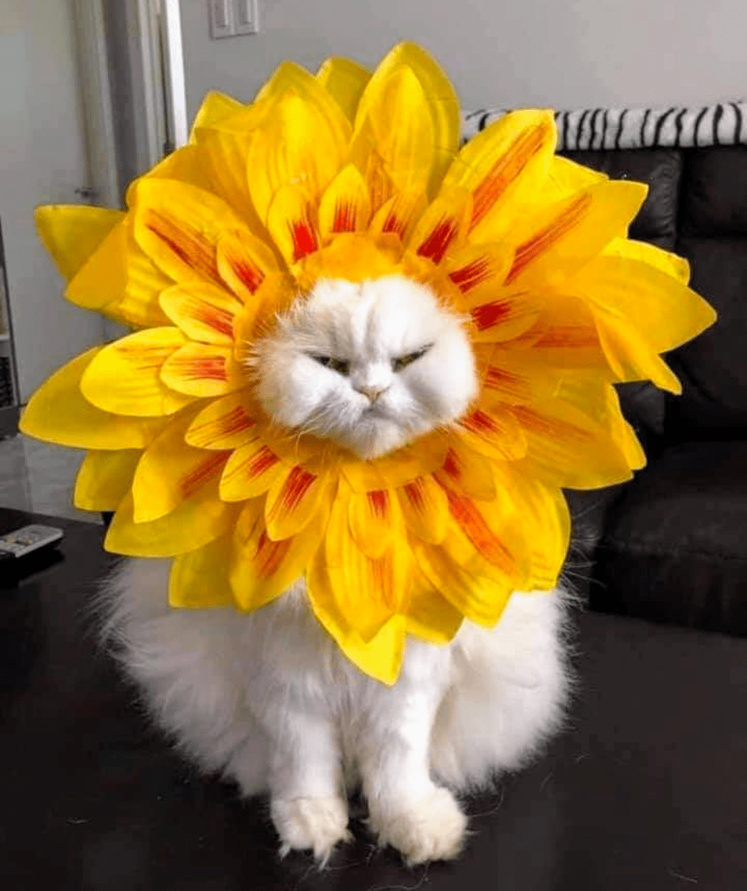 The Sun r/cats