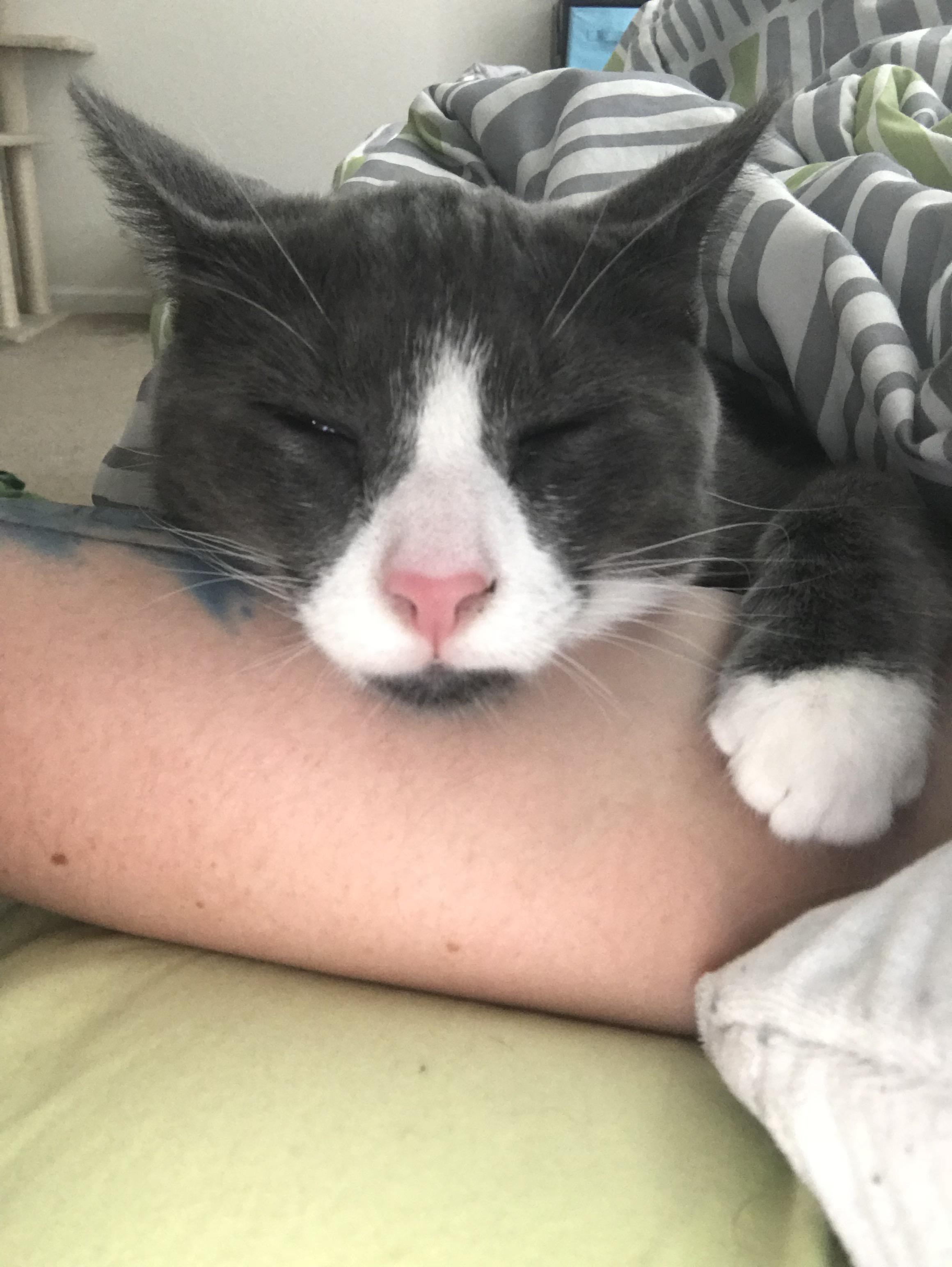 How do you stop your cats from fighting? This fella is always trying to