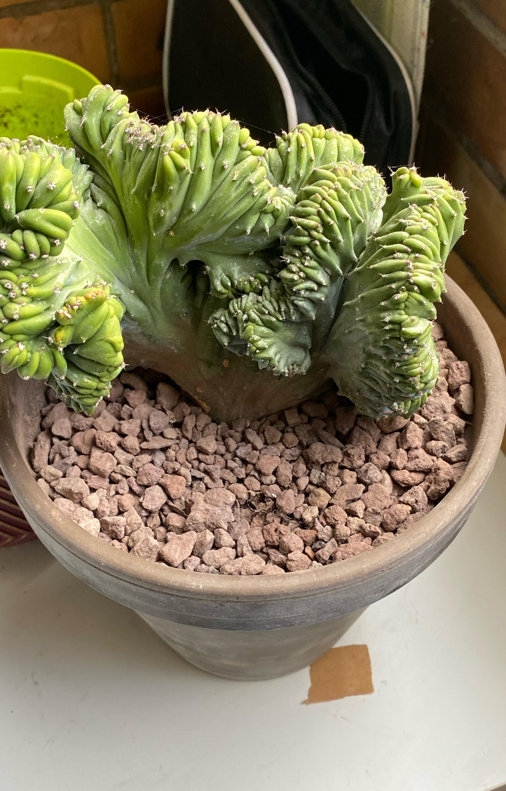 Help me! How much water should I give him… How often? This is my new