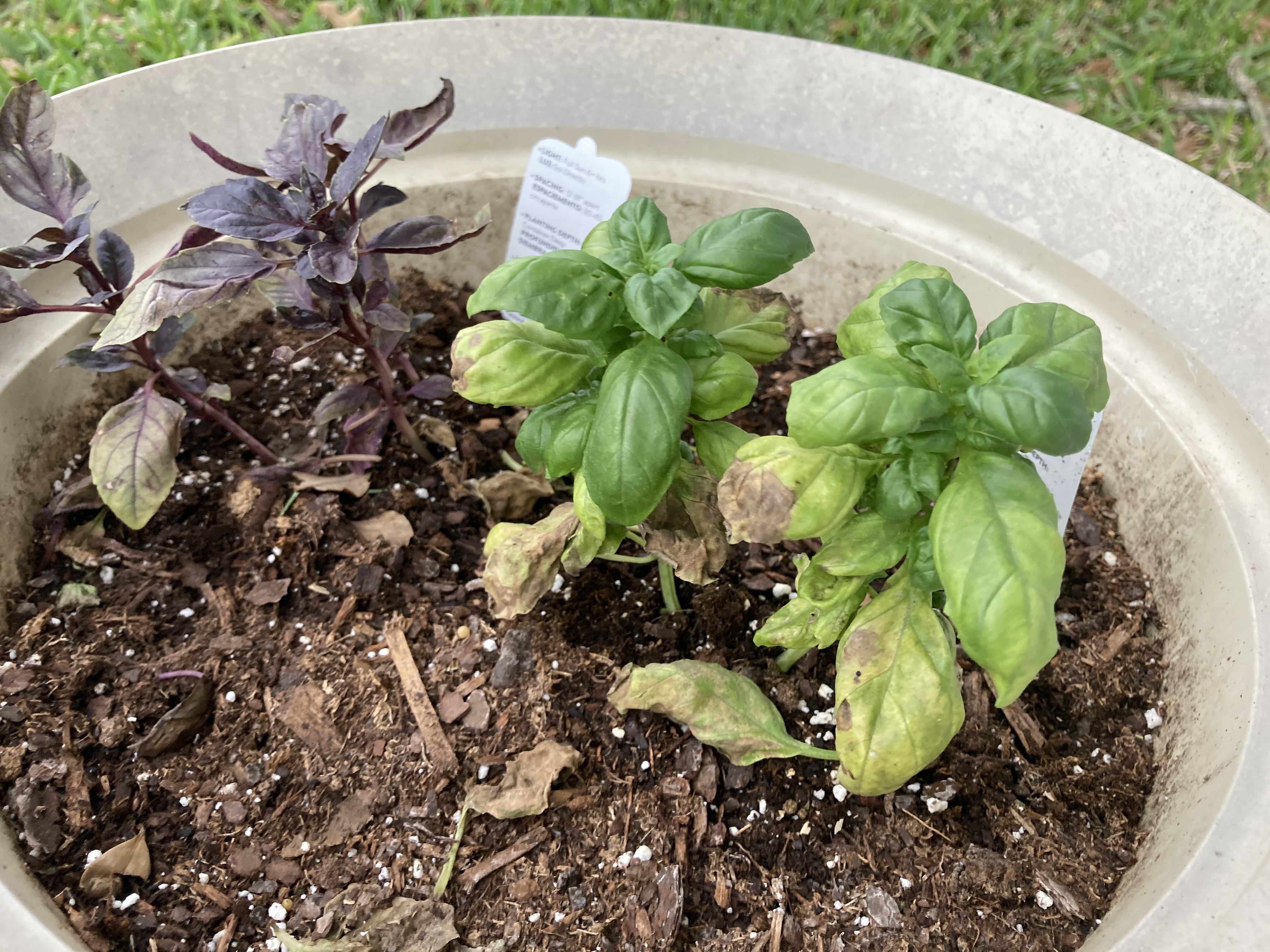 Any clue what’s wrong with my basil? Zone 9a. r/gardening