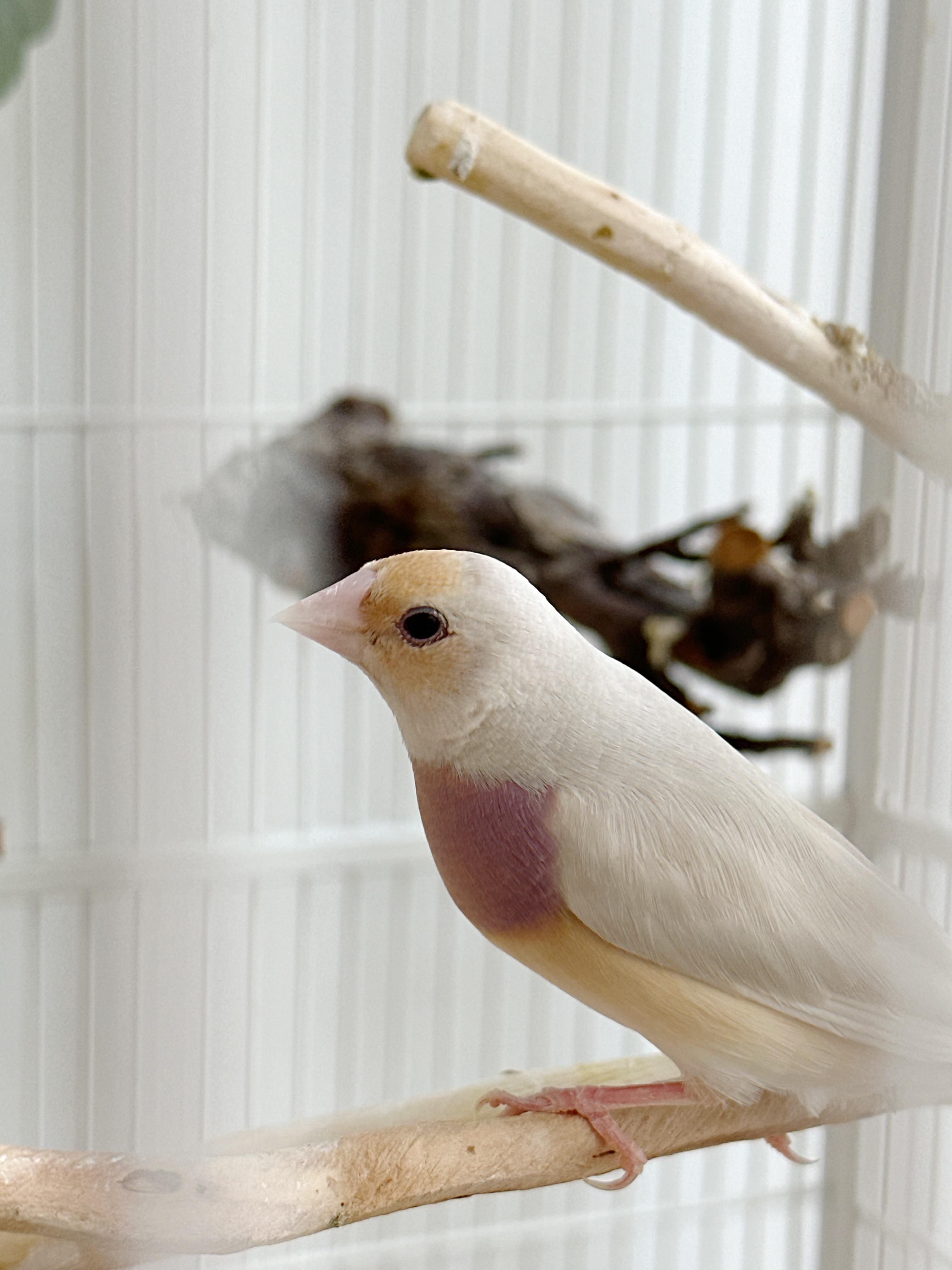 Mixed aviaries r/Finches