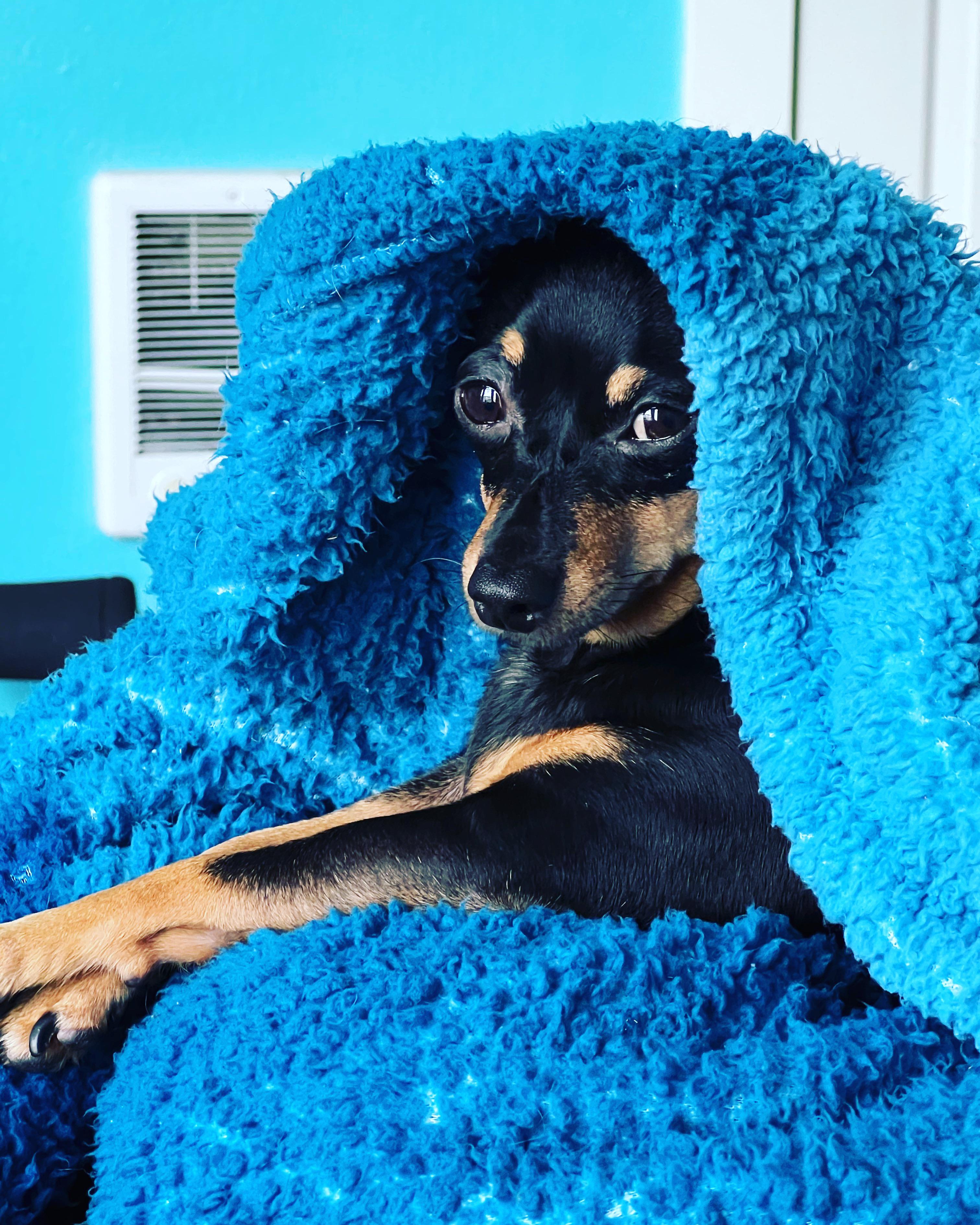 Mookie the MinPin PrimaDonna r/minpin