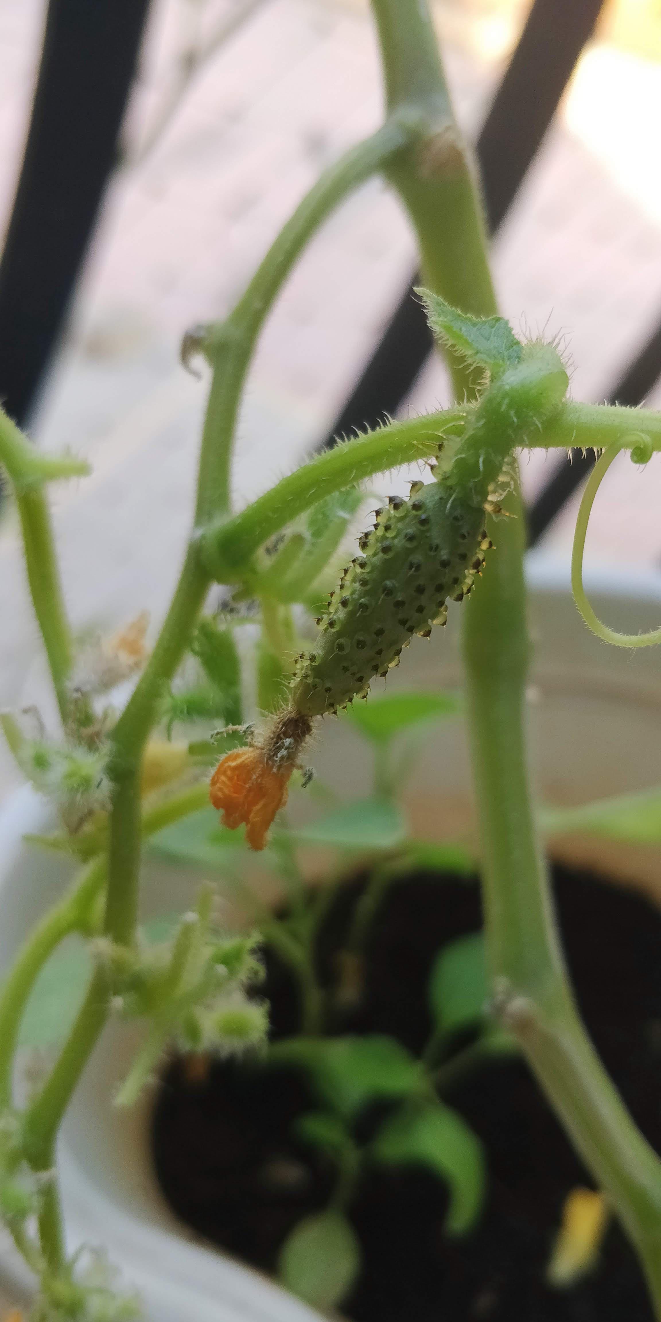Cucumber fruit in the making (pic is old, it dried off ( ) r