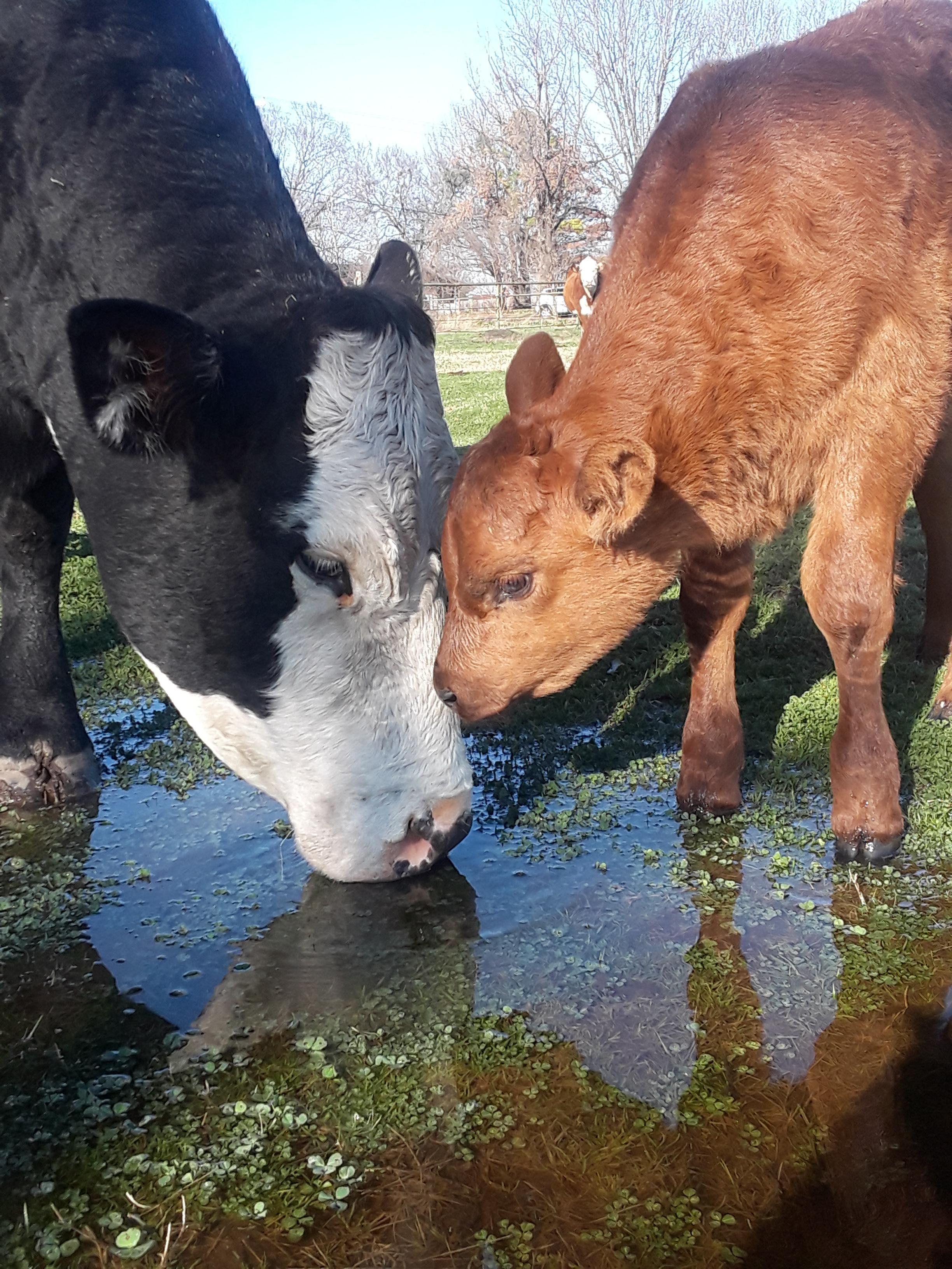 Mother & daughter (it looks like she stole this calf from a different