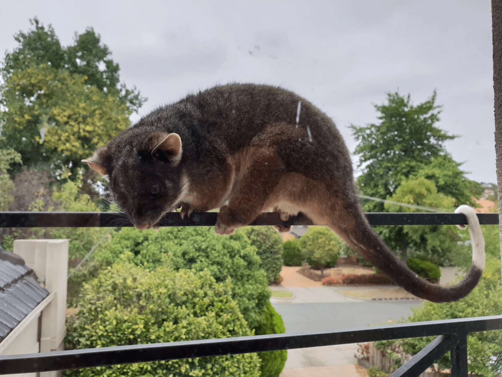 I've never seen a possum out during the day before, is he stuck? r