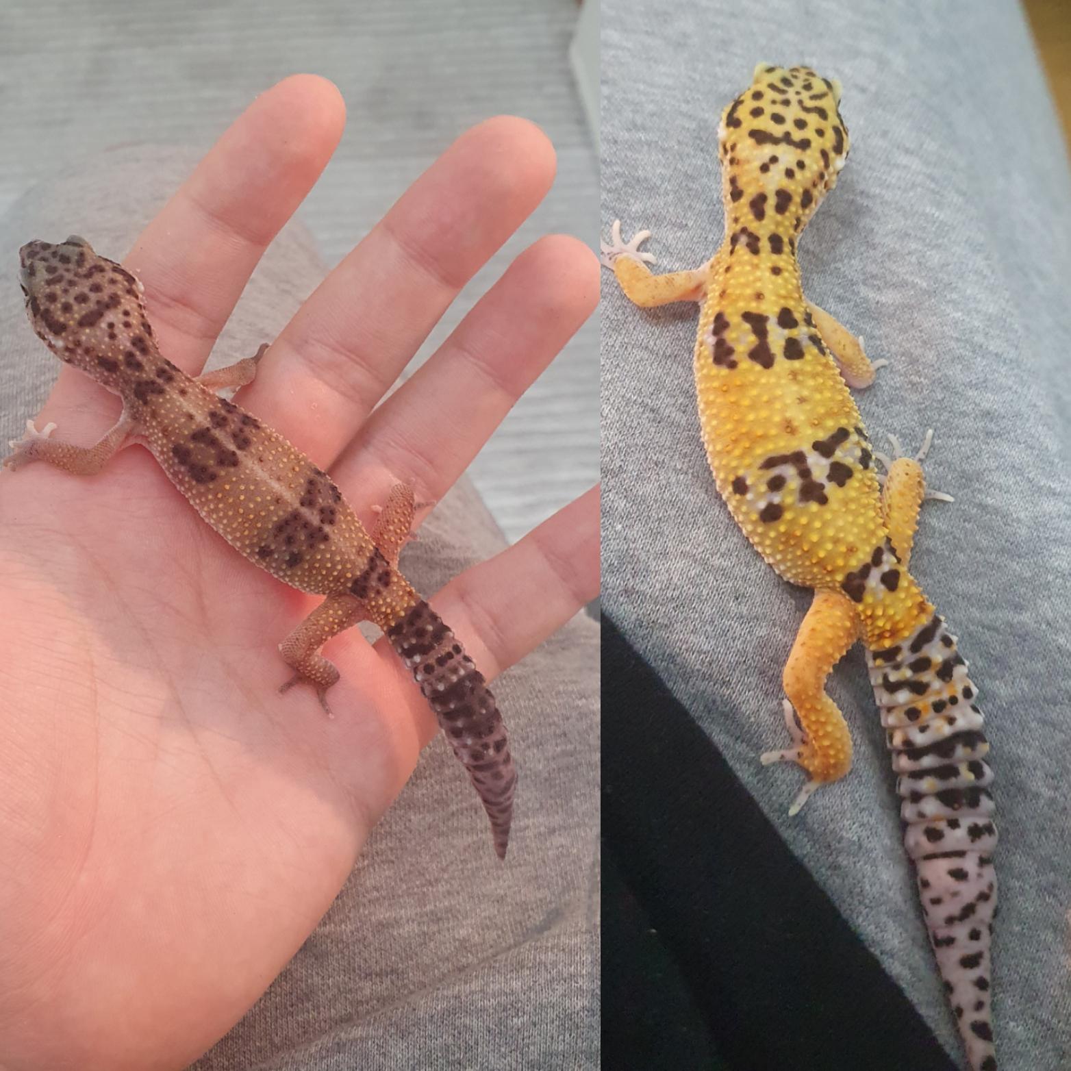 2136 best Pet Shop images on Pholder Item Shop, Aww and The Simpsons