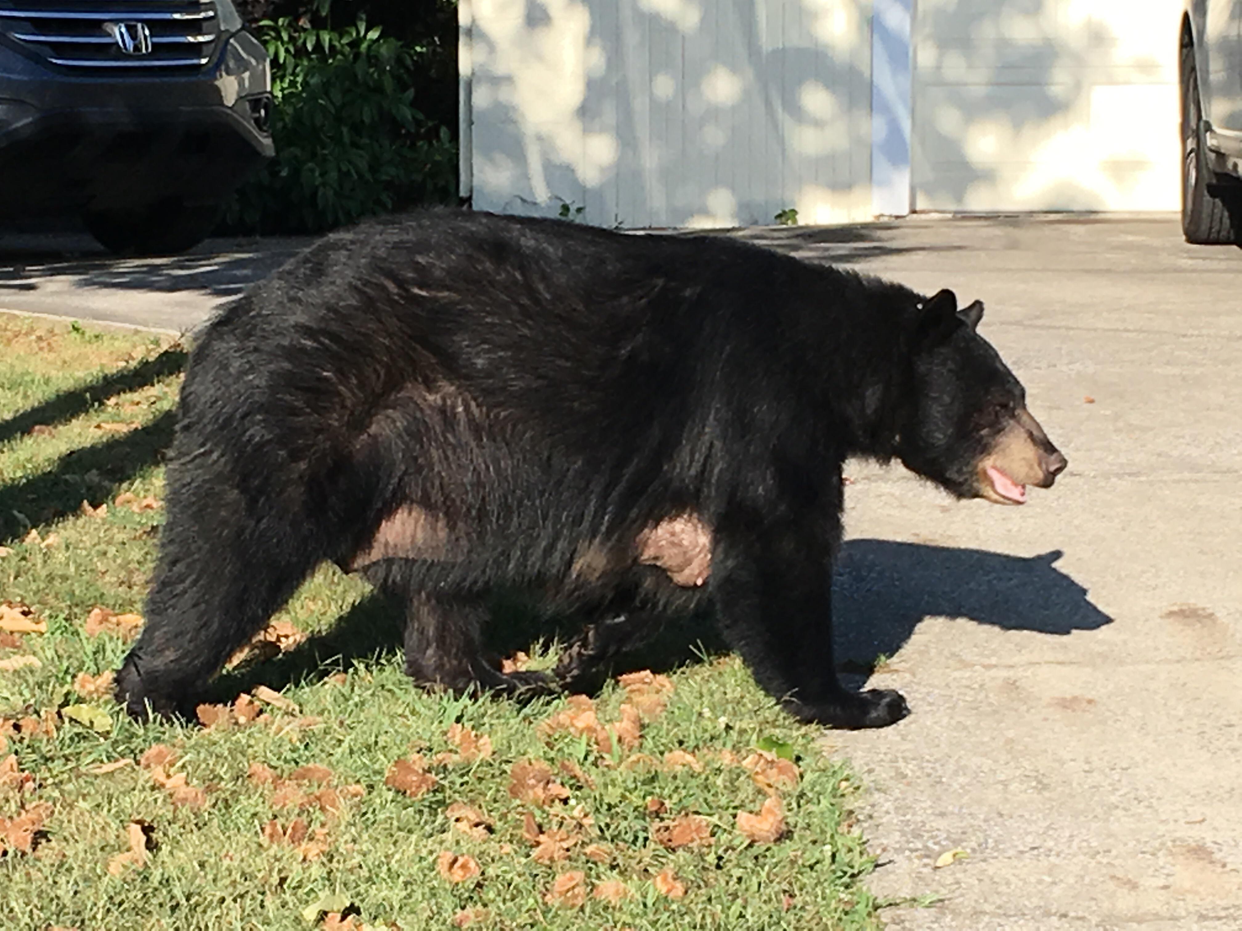 I managed to get a great pic of a city bear in East Asheville yesterday