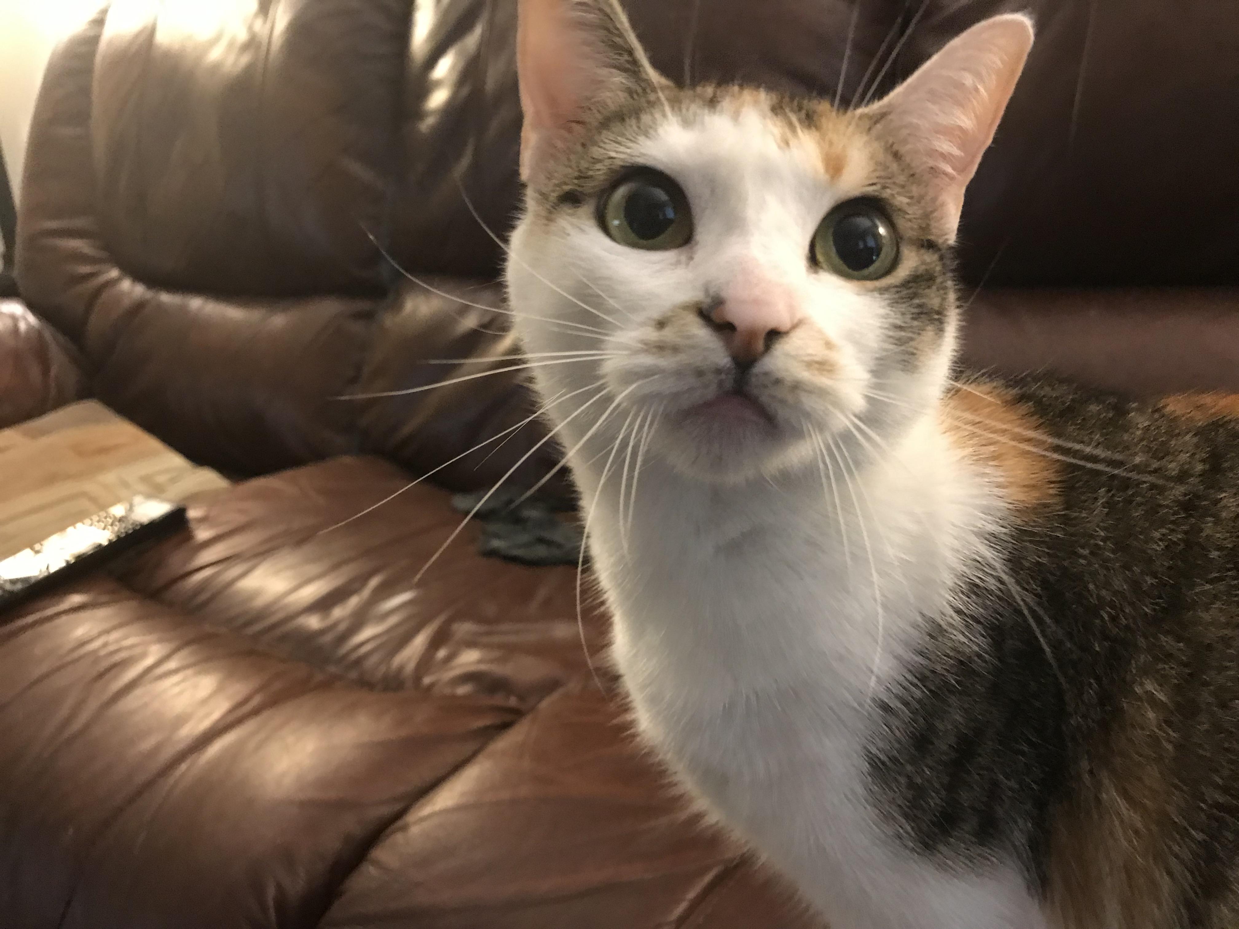 My youngest has the longest whiskers r/cats