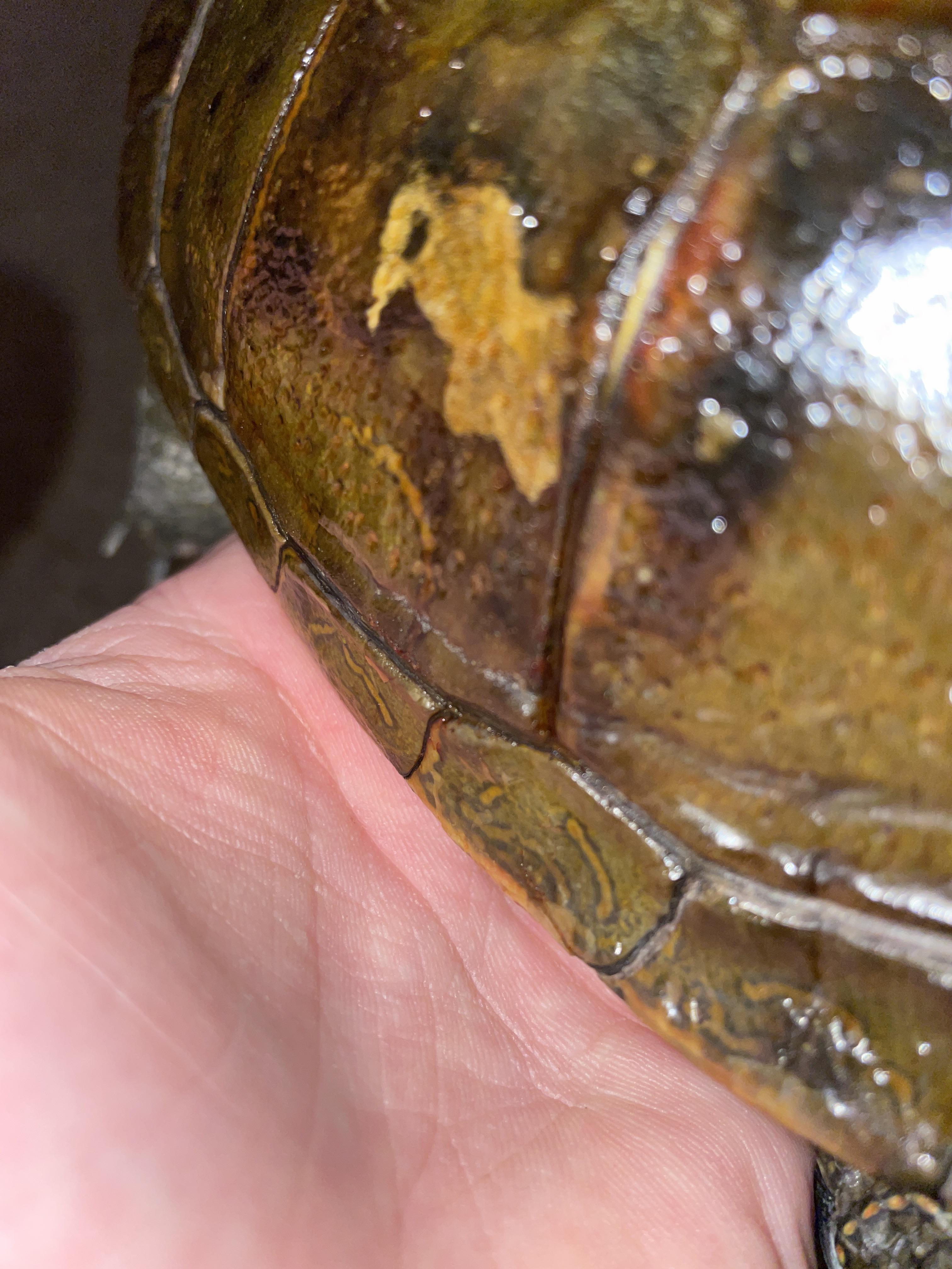 I know my turtle has shell rot, and I’m putting povidoneiodine on his