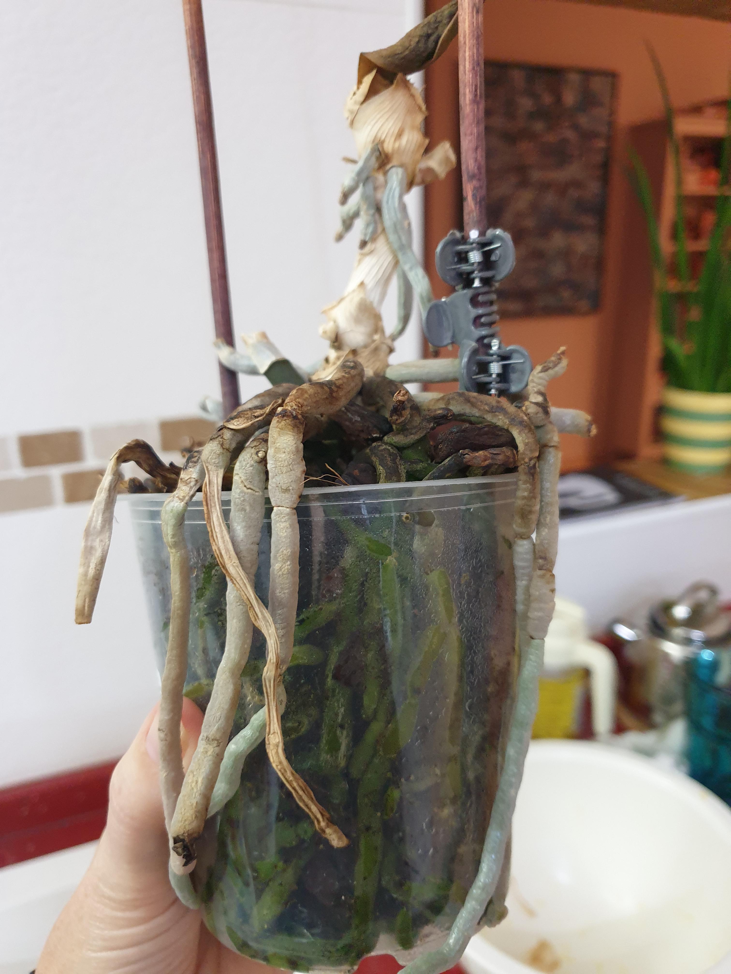 Is my Orchid dead? r/orchids